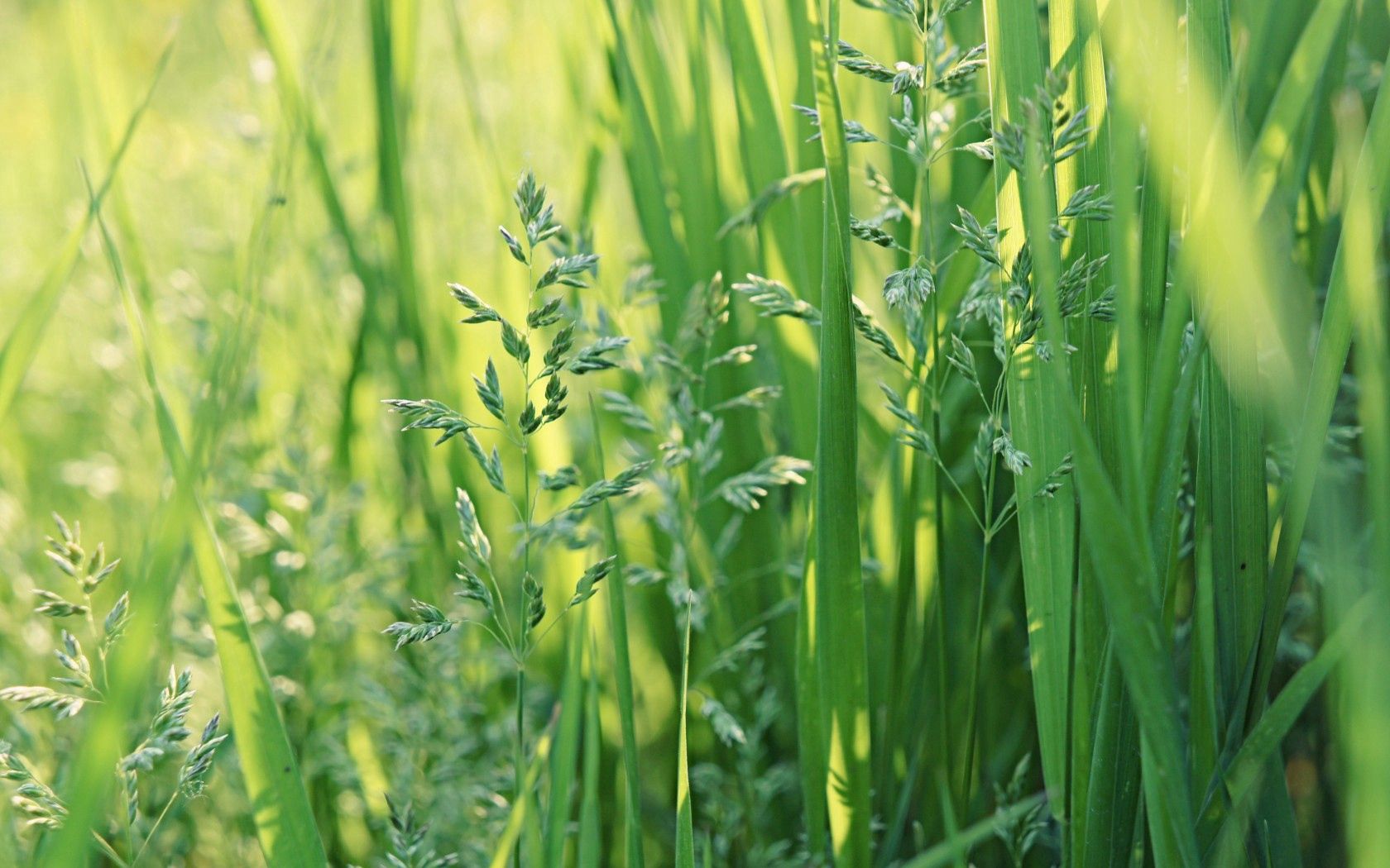 Download mobile wallpaper Grass, Macro, Leaves, Summer for free.