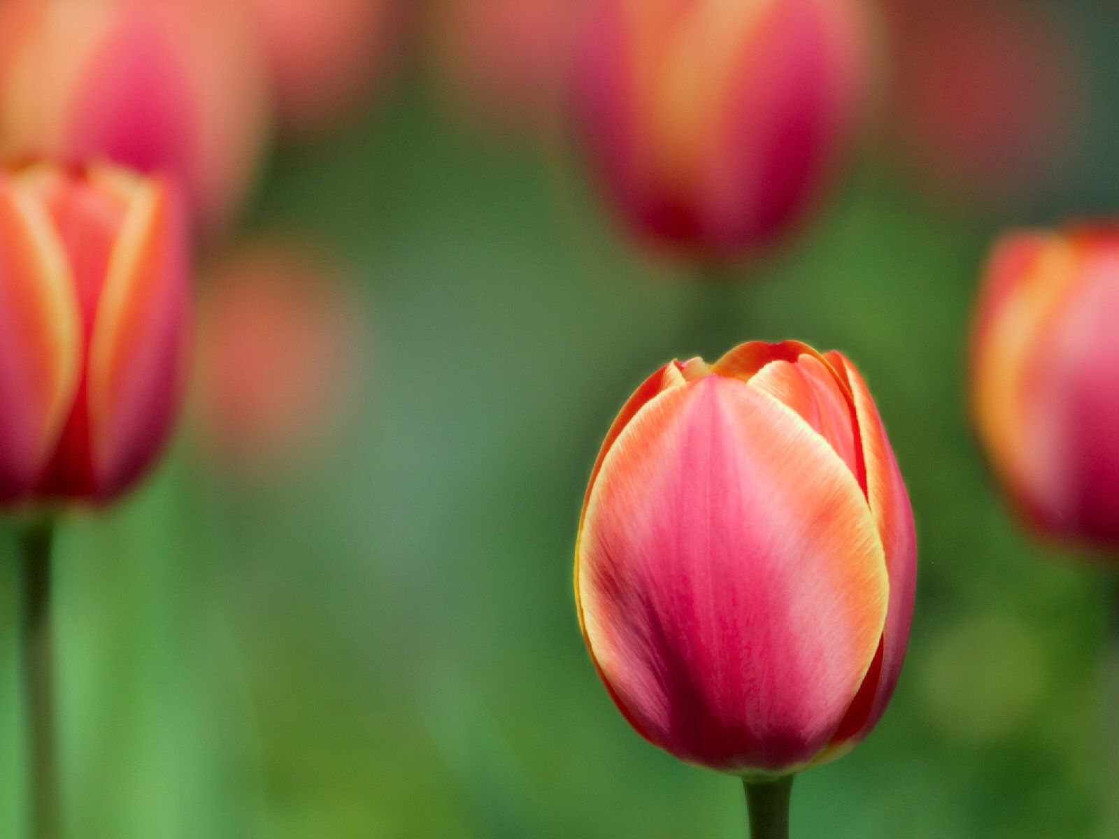 Free download wallpaper Flowers, Blur, Smooth, Close Up, Tulips on your PC desktop