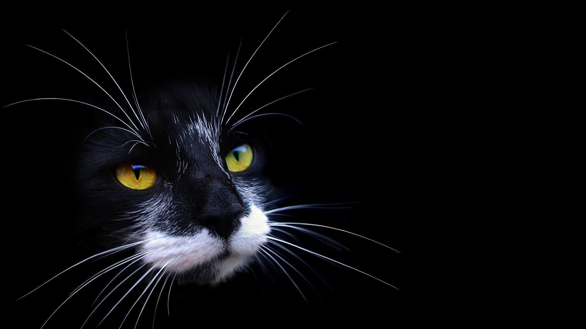 PCデスクトップに動物, ネコ, 猫, 閉じる, 顔画像を無料でダウンロード