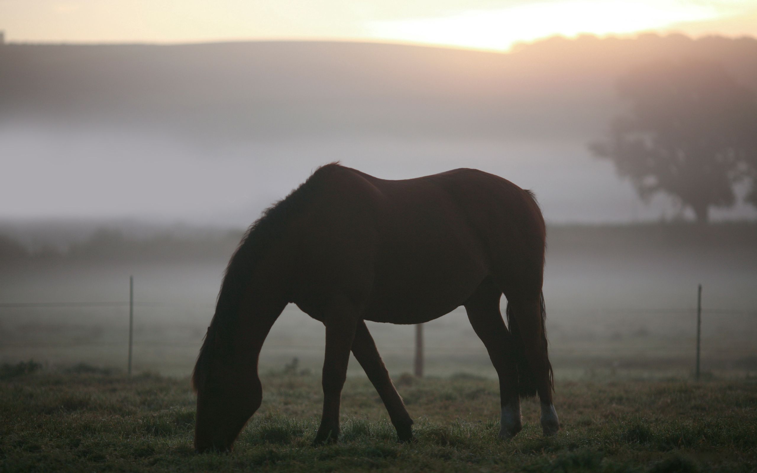 Handy-Wallpaper Tiere, Pferd, Nebel, Silhouette, Landschaft kostenlos herunterladen.