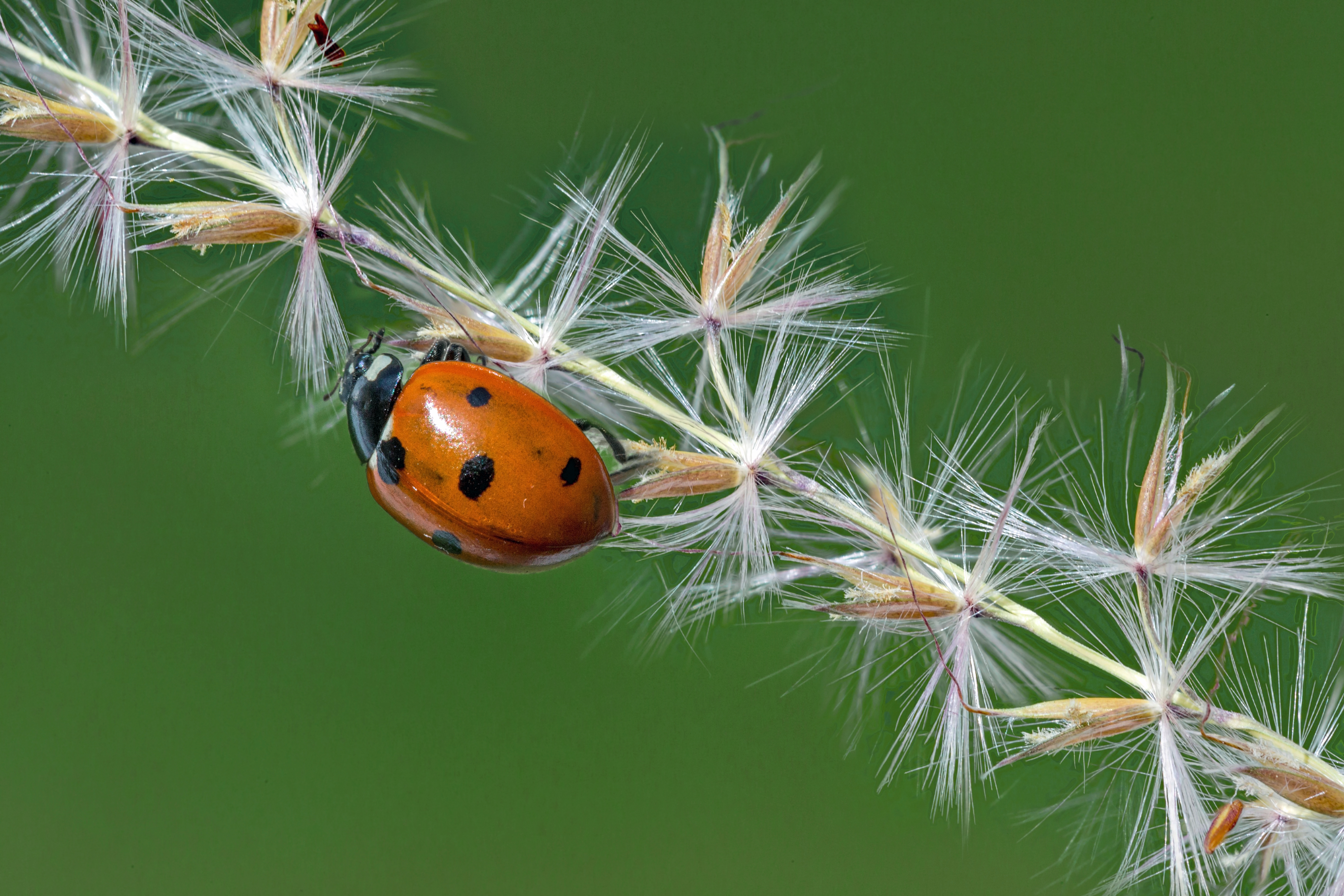 Free download wallpaper Plant, Macro, Insect, Animal, Ladybug on your PC desktop