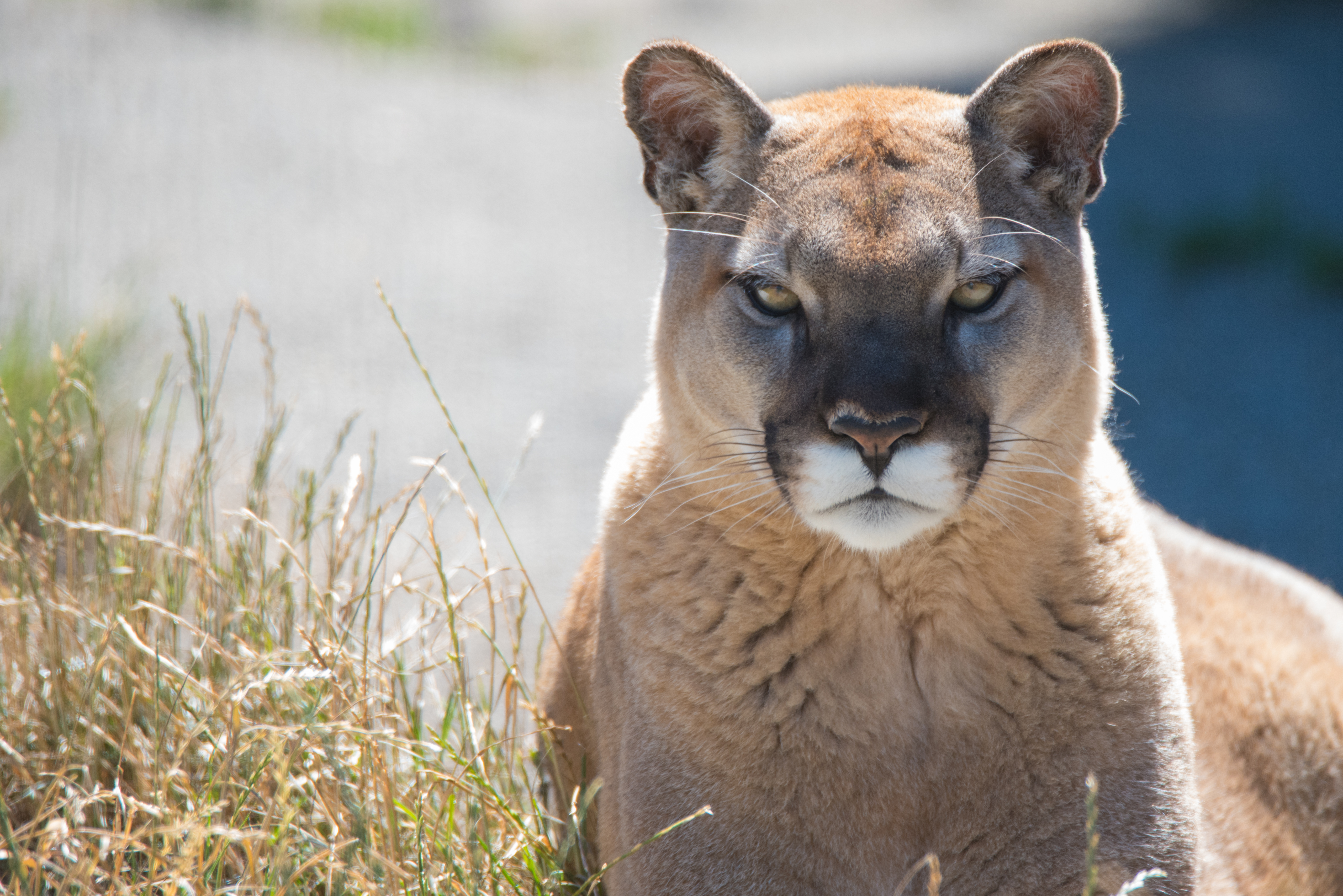 Free download wallpaper Cats, Animal, Cougar on your PC desktop