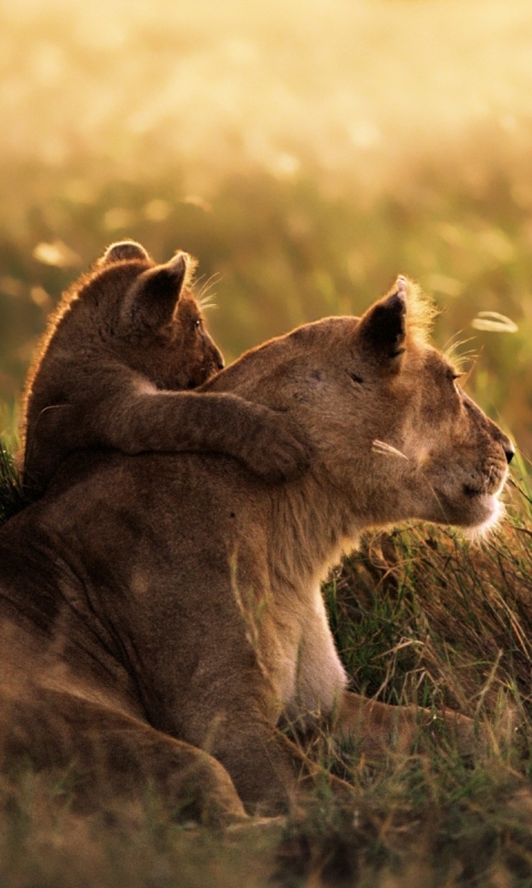 Descarga gratuita de fondo de pantalla para móvil de Animales, Gatos, León.