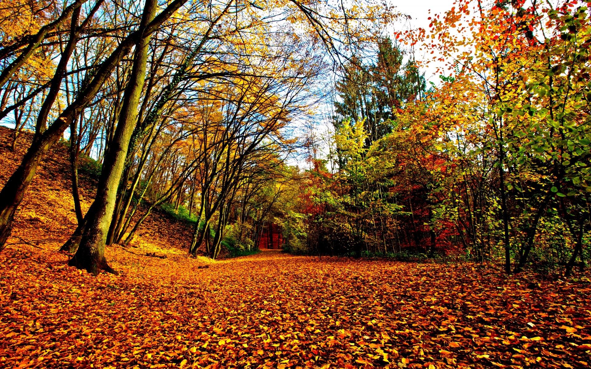 Download mobile wallpaper Nature, Forest, Leaf, Fall, Earth, Season for free.