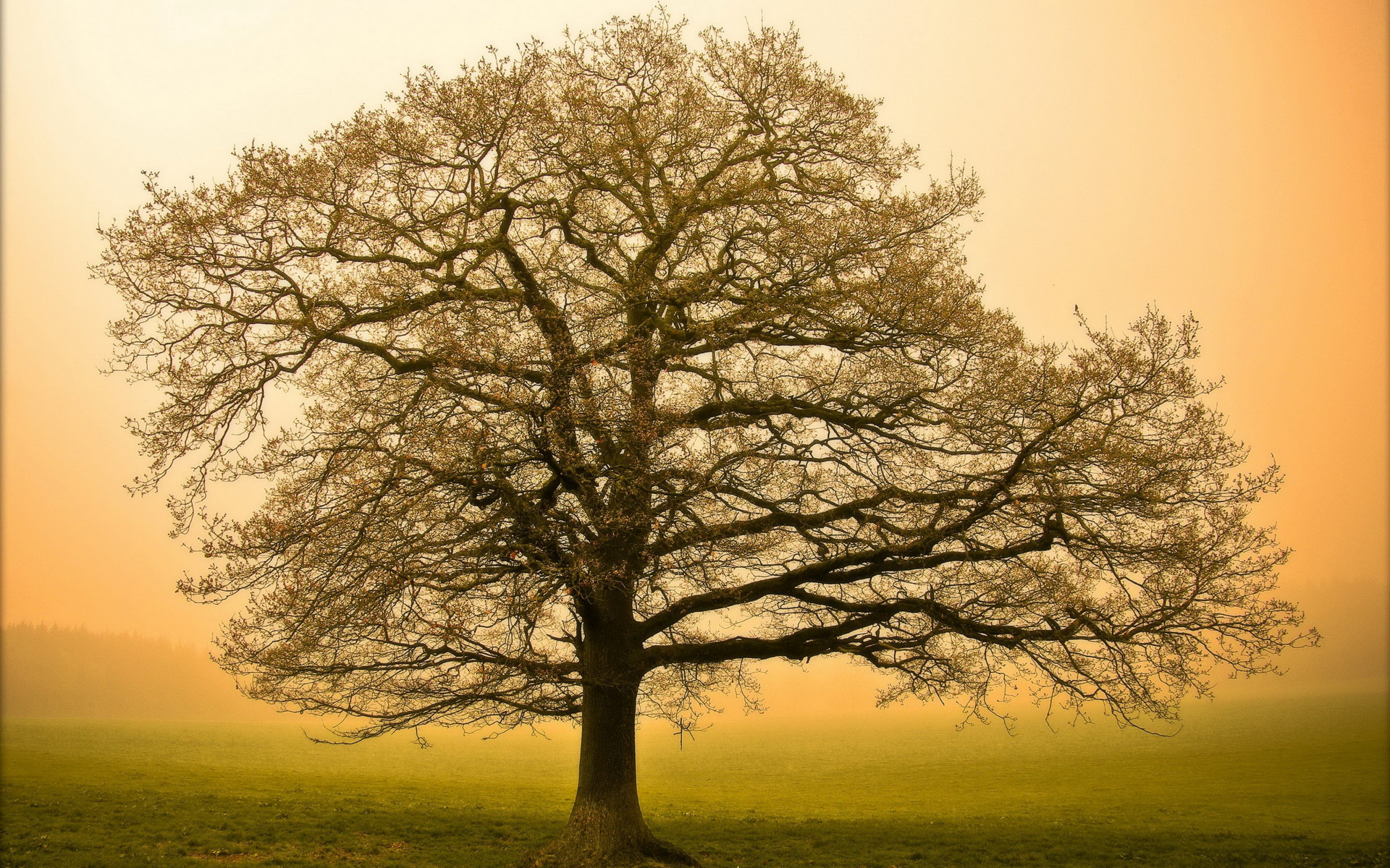 Laden Sie das Bäume, Baum, Erde/natur-Bild kostenlos auf Ihren PC-Desktop herunter