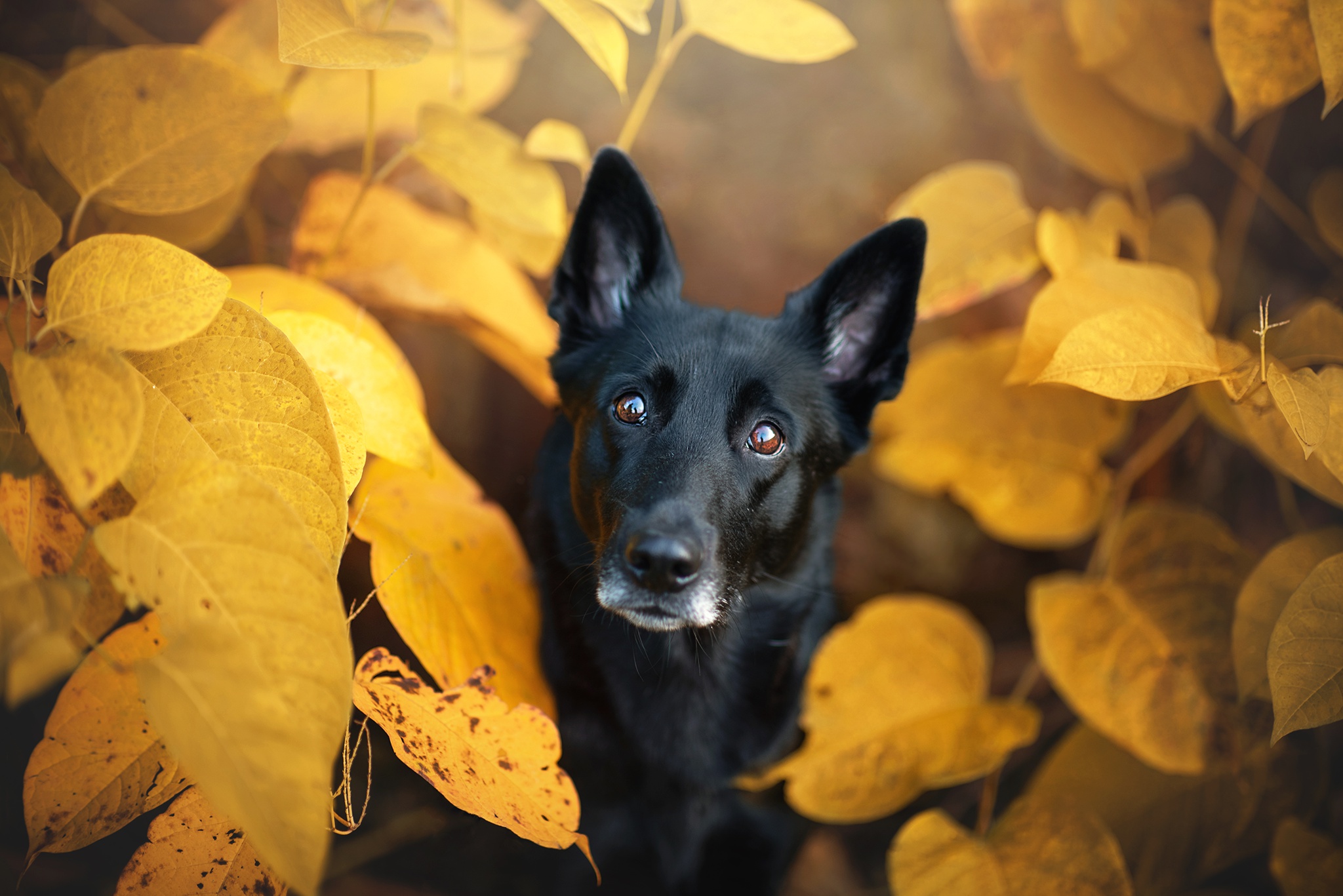 無料モバイル壁紙動物, 秋, 葉, 犬をダウンロードします。