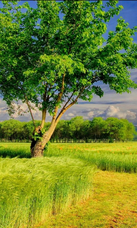 Download mobile wallpaper Nature, Tree, Earth, Field for free.