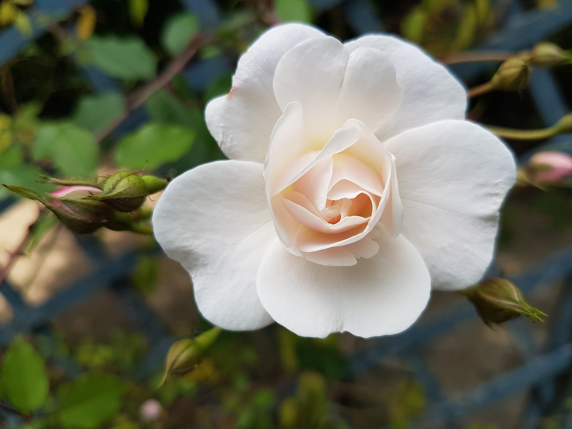 435186 завантажити шпалери земля, роза, квітка, природа, біла троянда, флауерзи - заставки і картинки безкоштовно