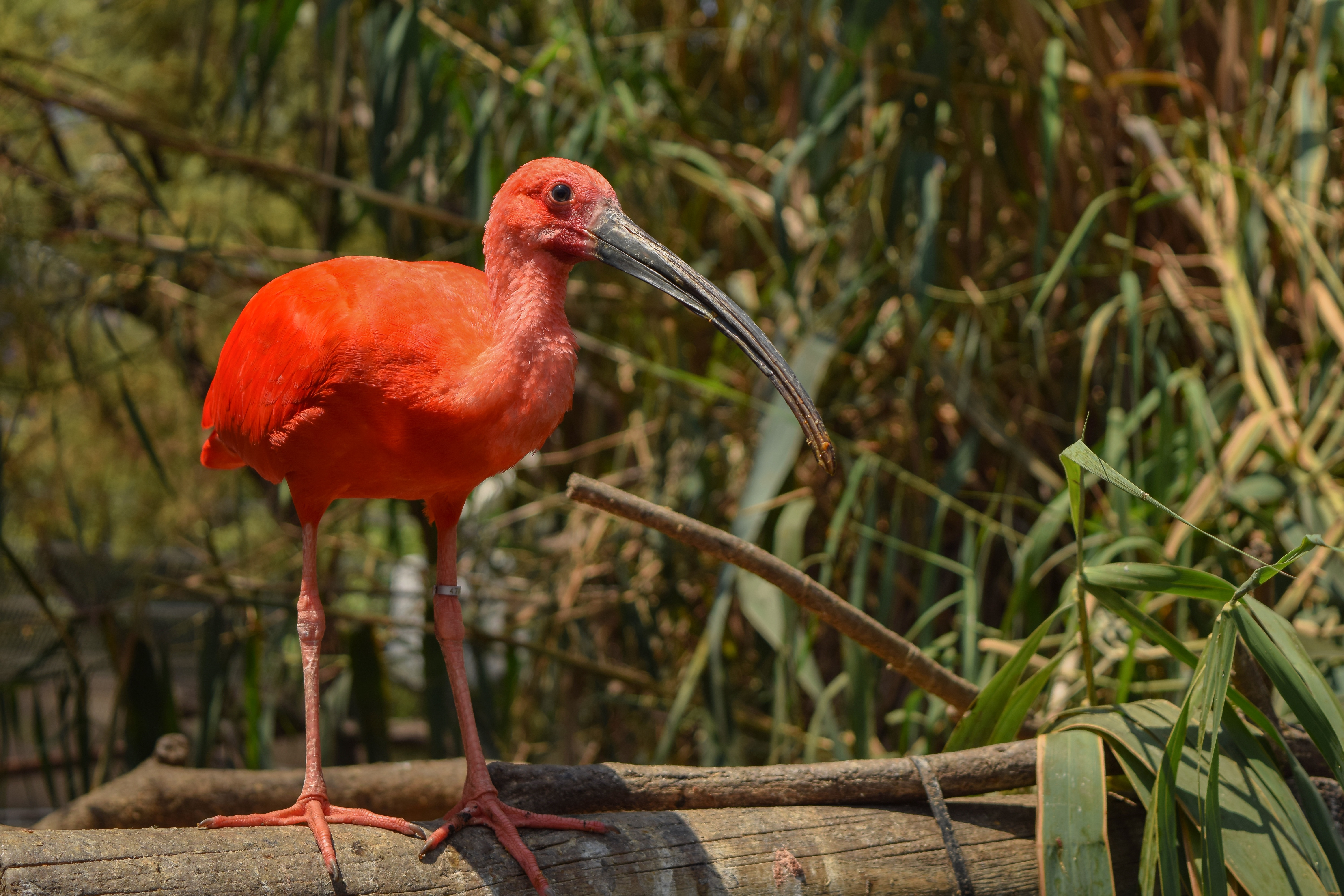 animal, scarlet ibis, bird, ibis, birds
