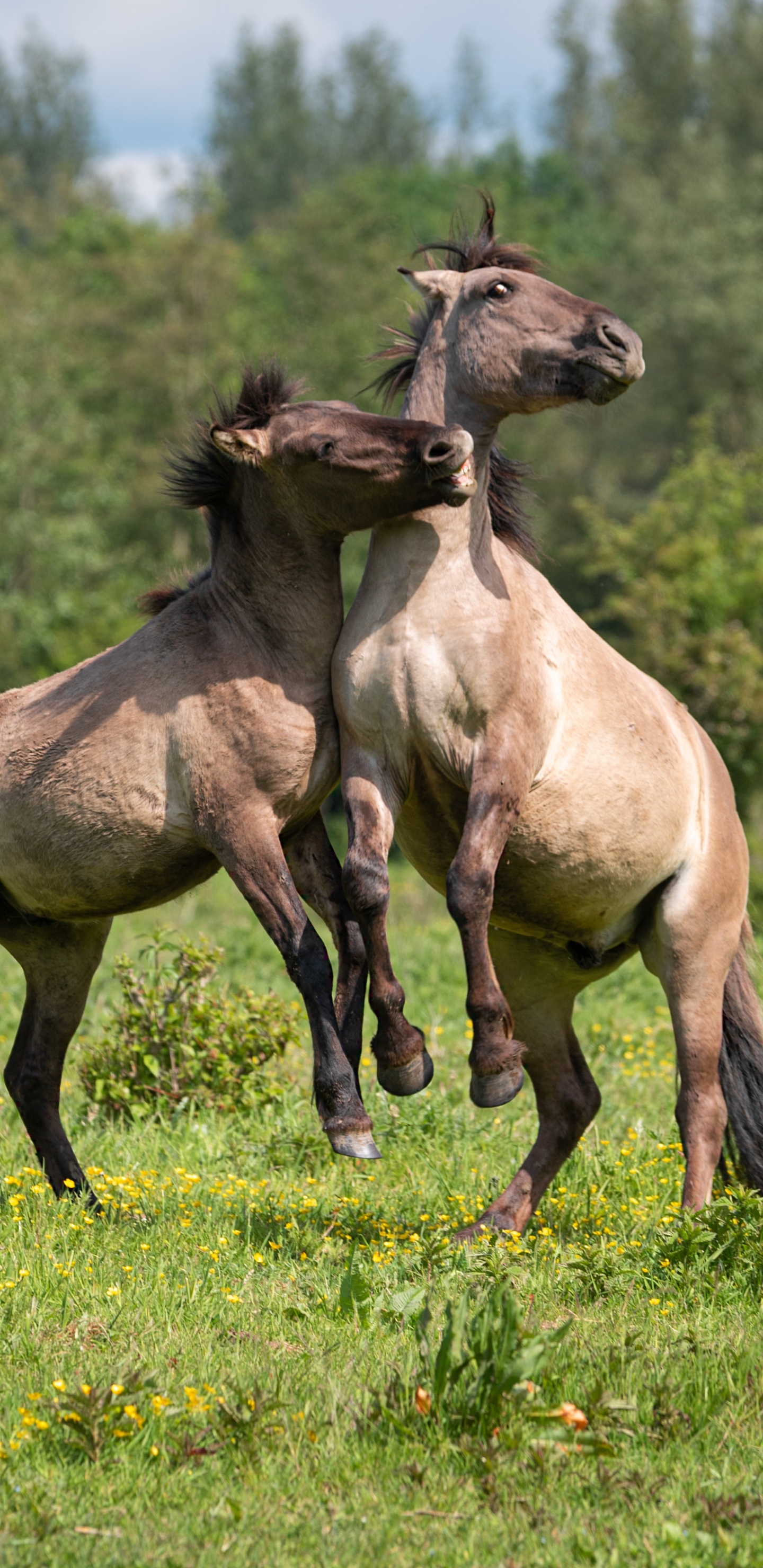 Téléchargez des papiers peints mobile Animaux, Cheval gratuitement.