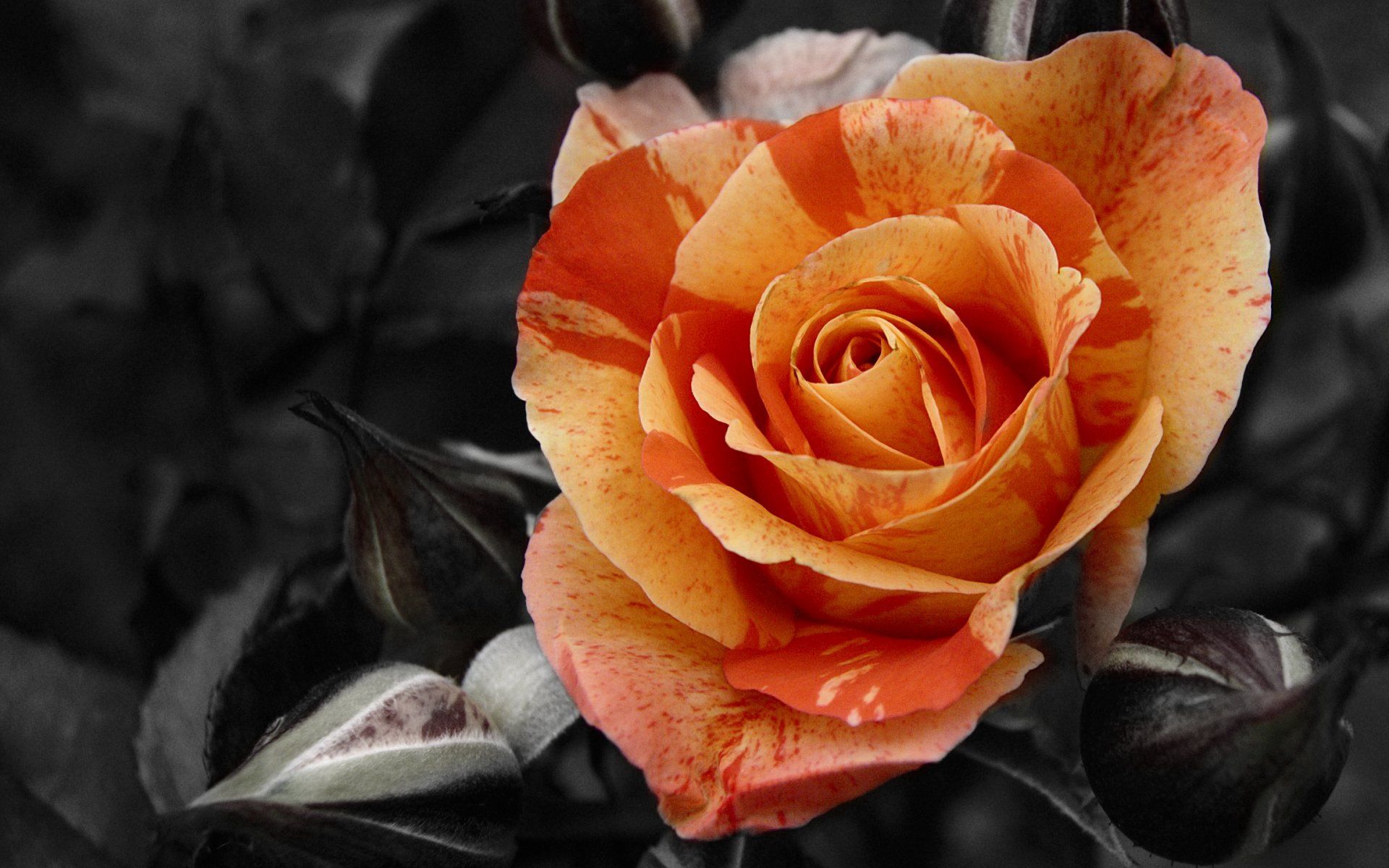 75579 télécharger l'image fleurs, rose, fleur, une rose, fermer, gros plan, bourgeons, contraste - fonds d'écran et économiseurs d'écran gratuits