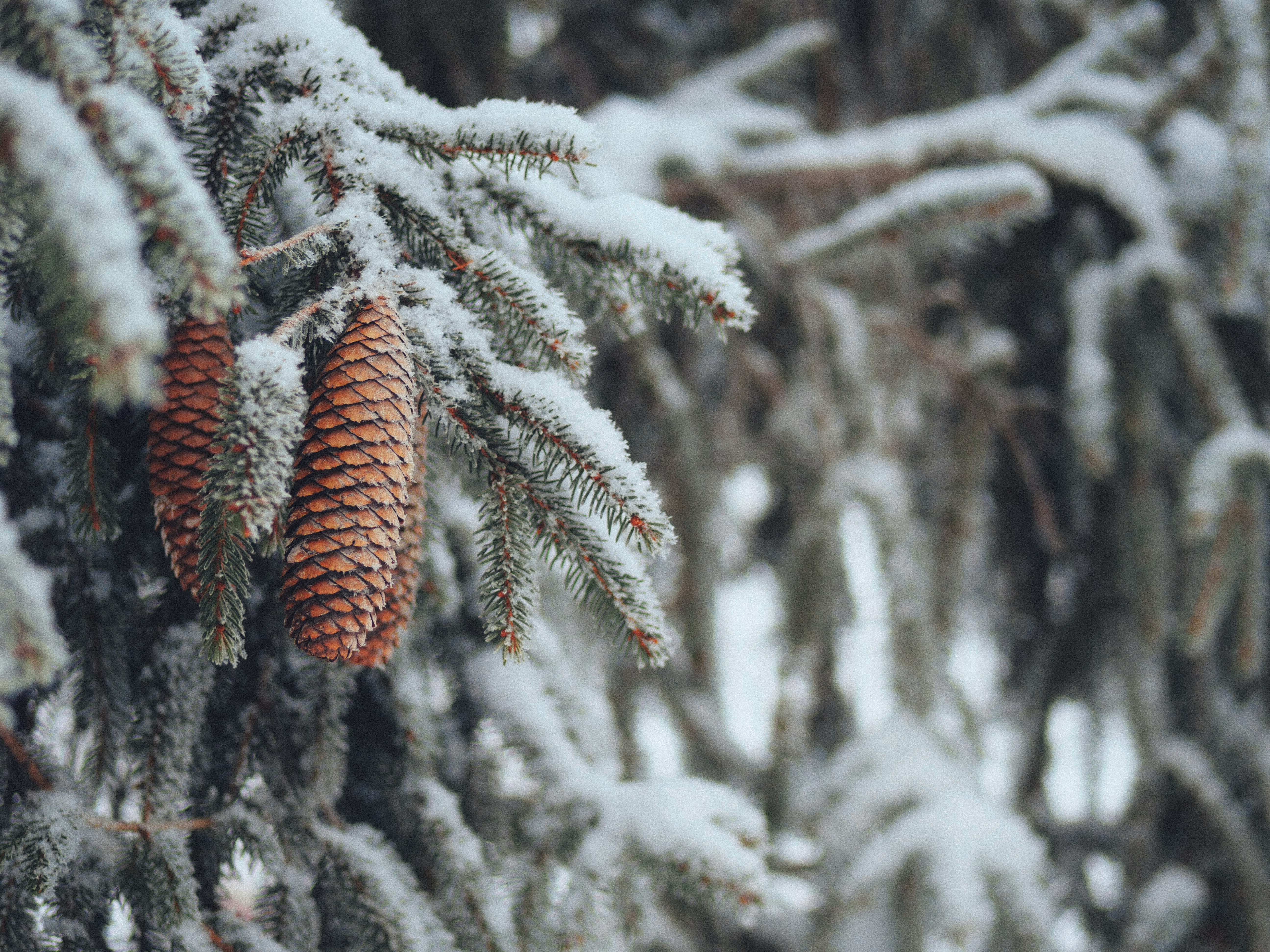Download mobile wallpaper Branches, Spruce, Fir, Winter, Cones, Snow, Nature for free.