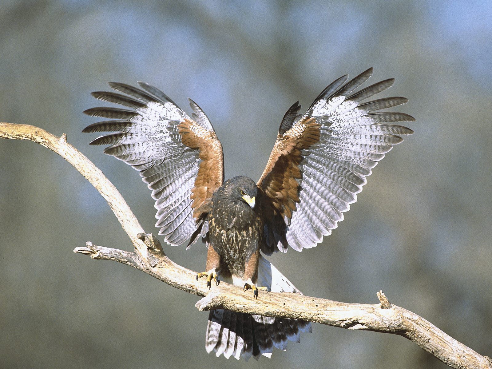 hawk, animals, bird, branch, wings
