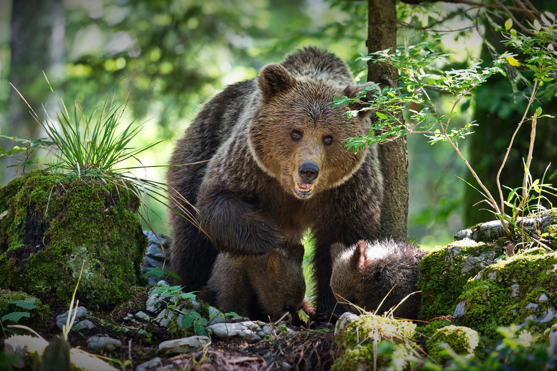 Free download wallpaper Bears, Bear, Animal, Baby Animal, Cub on your PC desktop