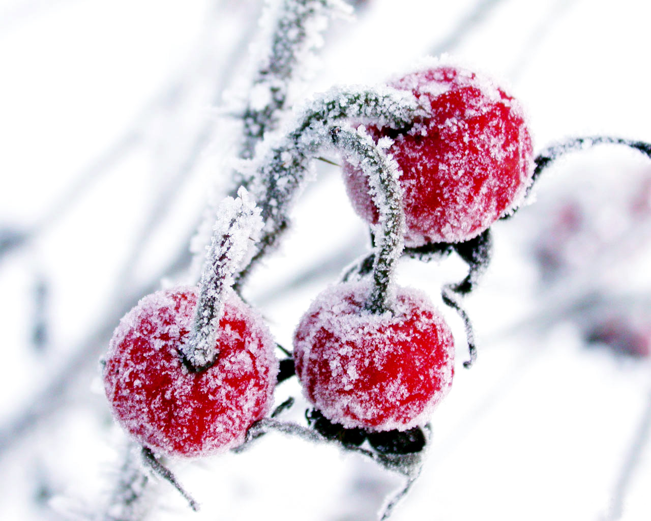 Handy-Wallpaper Winter, Obst, Pflanzen, Berries kostenlos herunterladen.