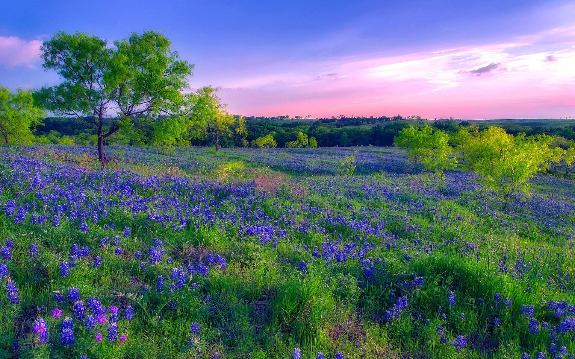Free download wallpaper Sunset, Flower, Earth, Meadow on your PC desktop