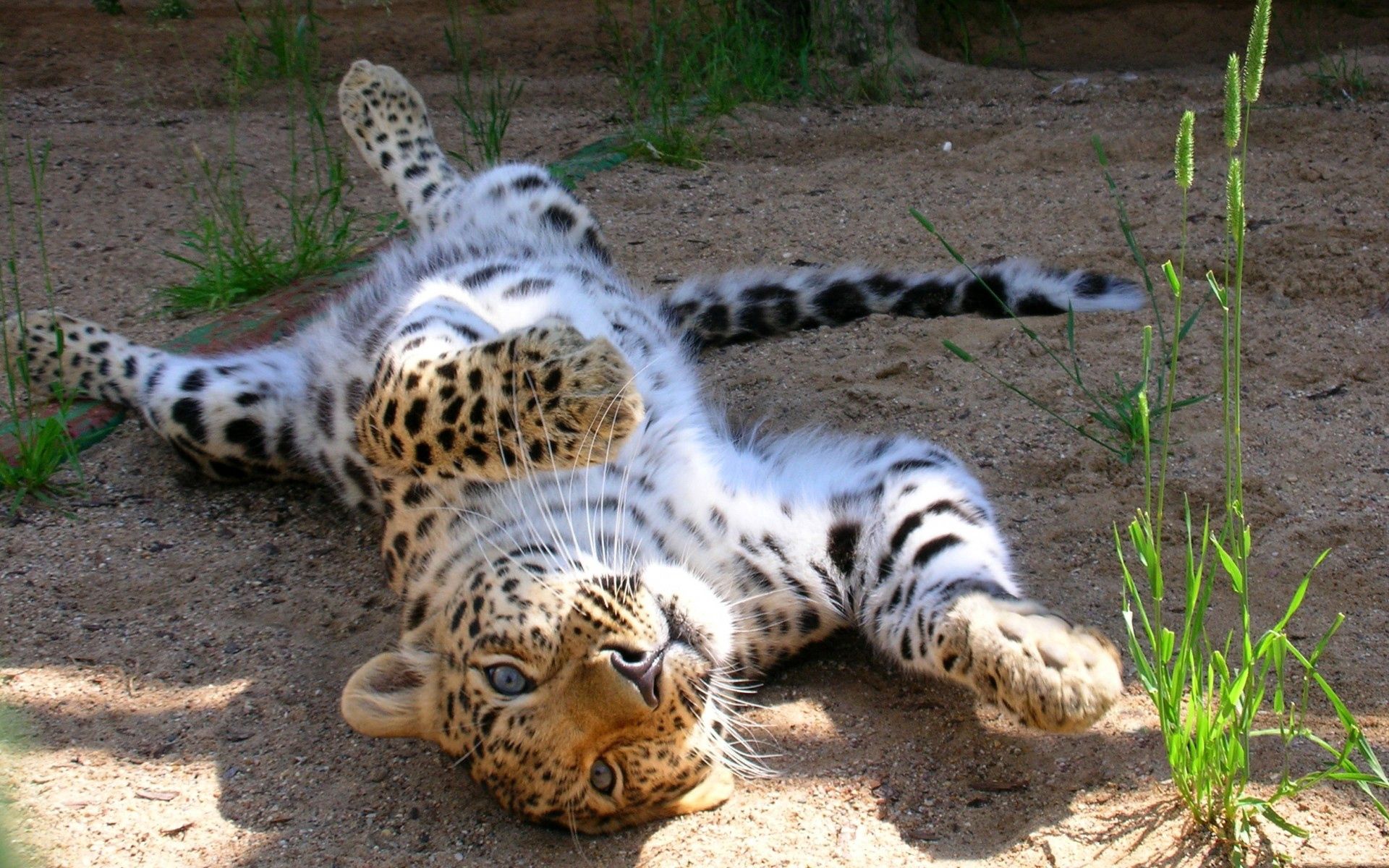 136274 télécharger l'image léopard, animaux, jeune, espiègle, enjoué, joey, chute, saut périlleux - fonds d'écran et économiseurs d'écran gratuits
