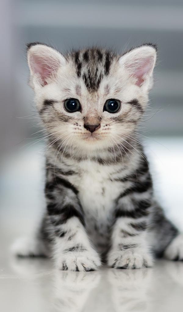 Download mobile wallpaper Cats, Cat, Kitten, Animal, Baby Animal for free.