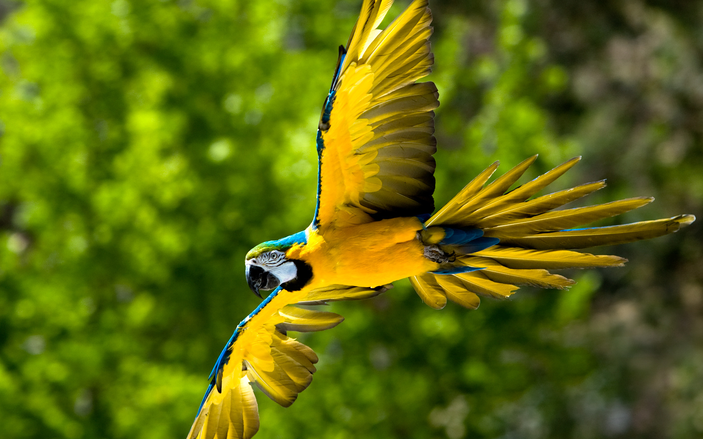 247096 скачать обои животные, сине желтый ара, птицы - заставки и картинки бесплатно