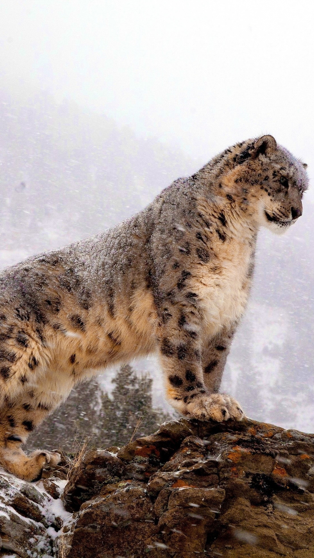 Download mobile wallpaper Cats, Snow Leopard, Animal for free.