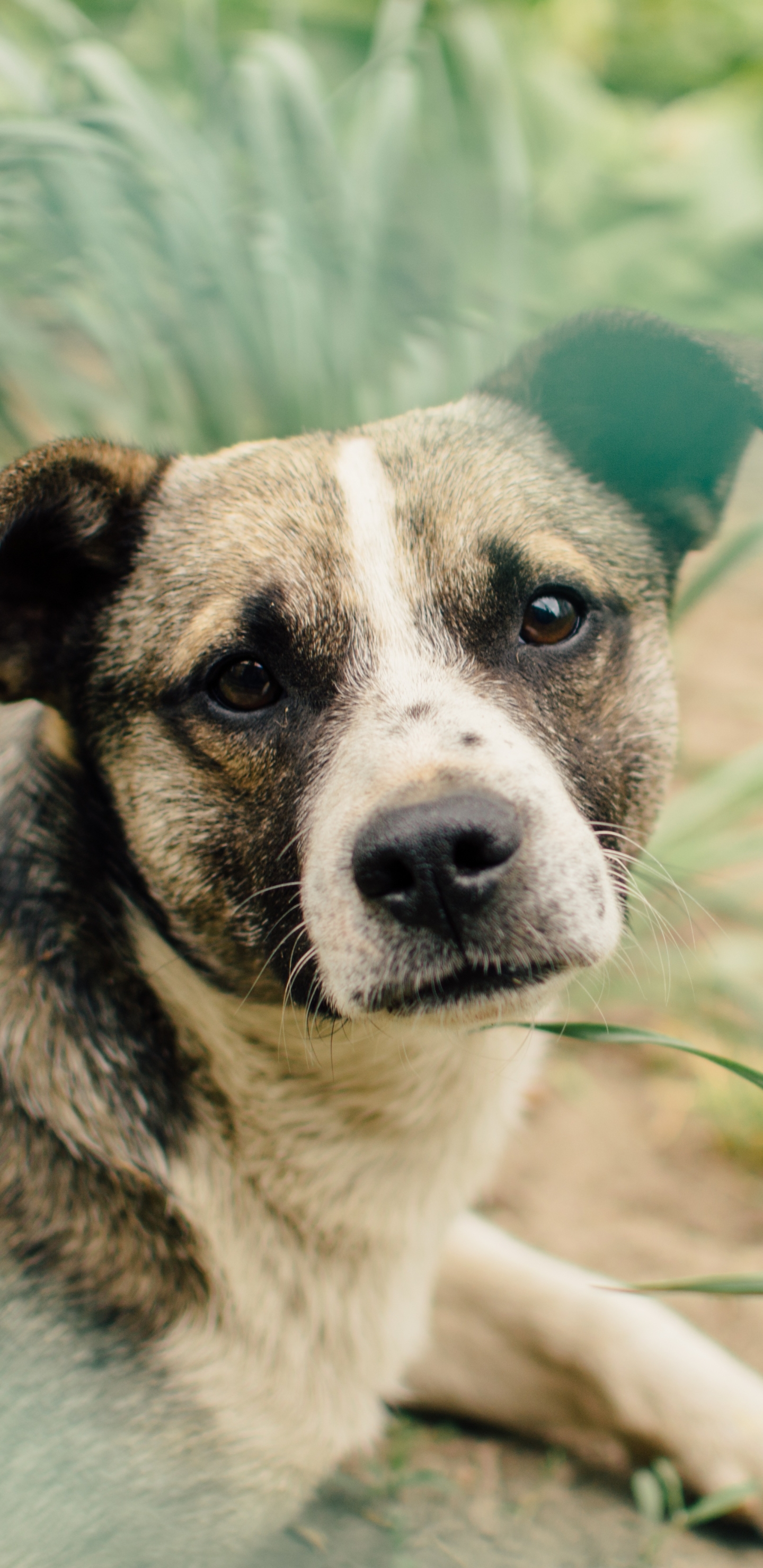 Laden Sie das Tiere, Hunde, Hund, Schnauze-Bild kostenlos auf Ihren PC-Desktop herunter