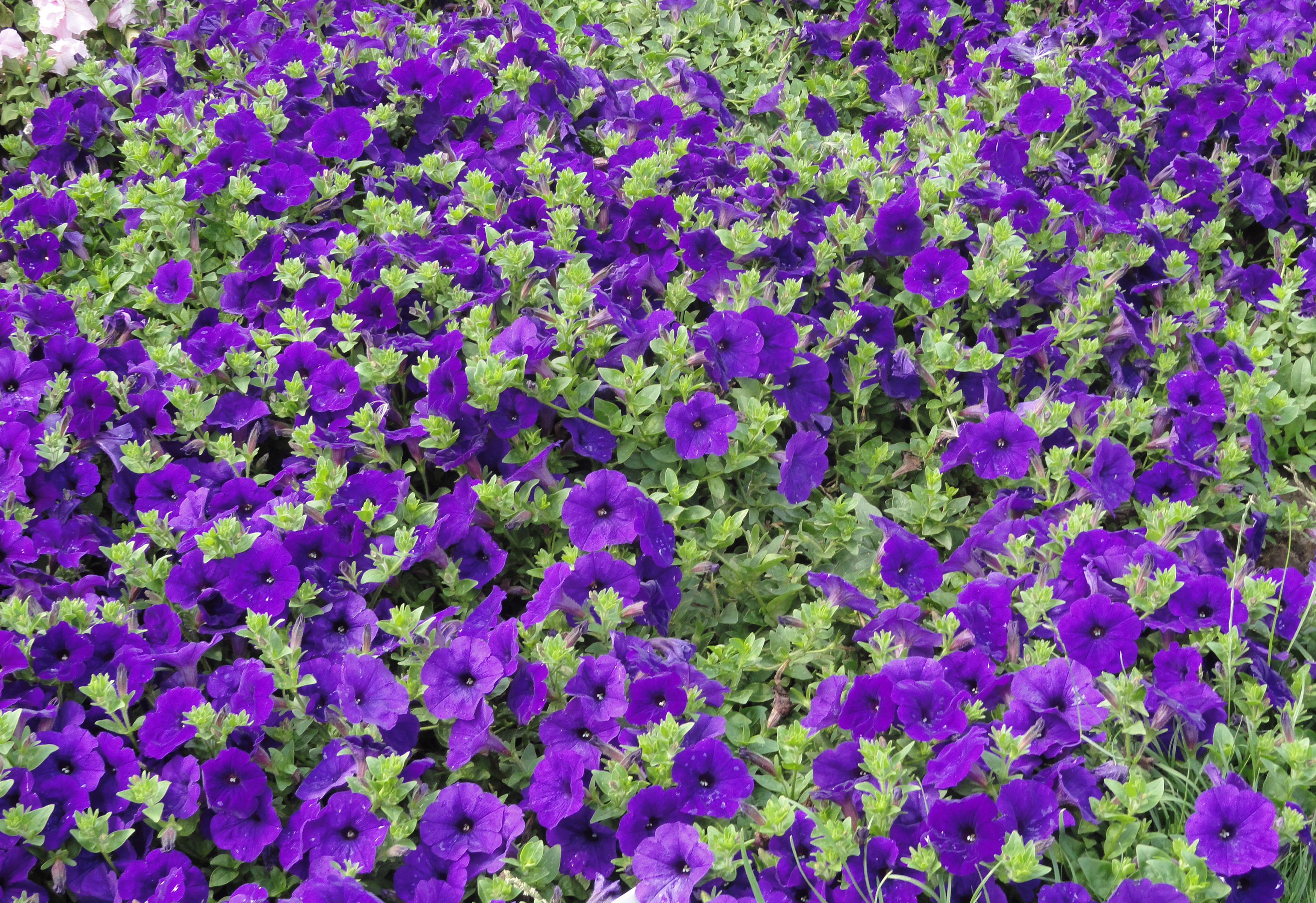 414116壁紙のダウンロード地球, ペチュニア, 花, 自然, 紫色の花, フラワーズ-スクリーンセーバーと写真を無料で