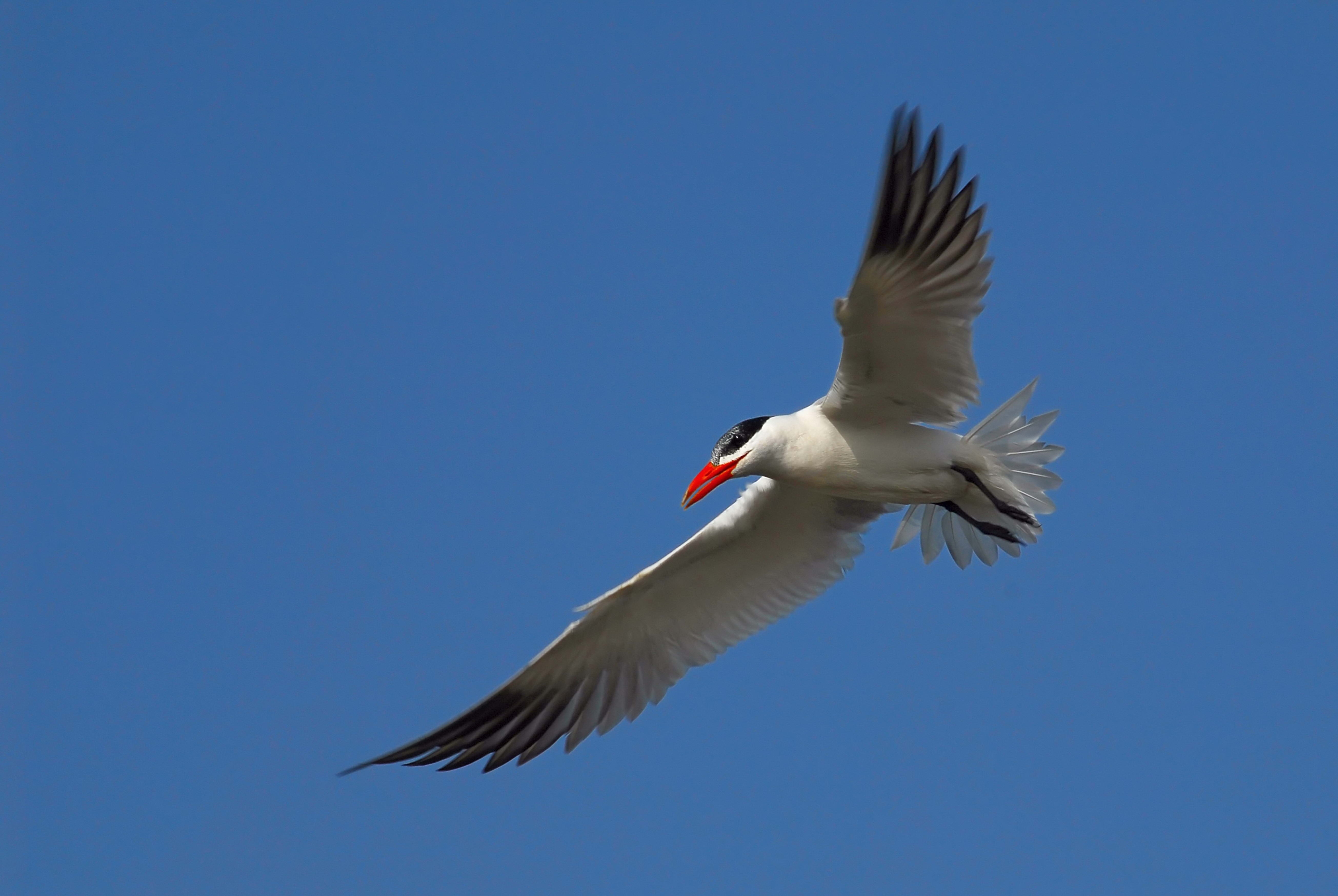 animals, sky, flight, gull, seagull images