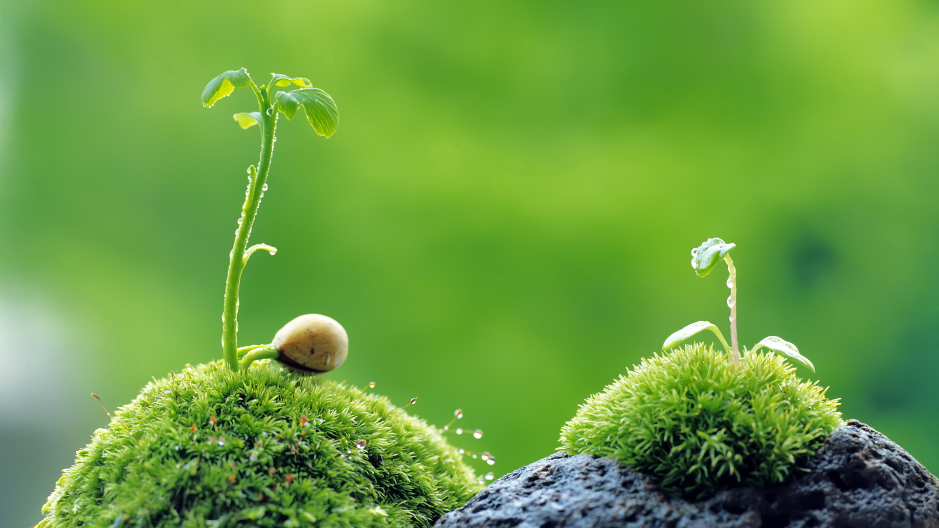 Téléchargez gratuitement l'image Plante, Terre/nature sur le bureau de votre PC