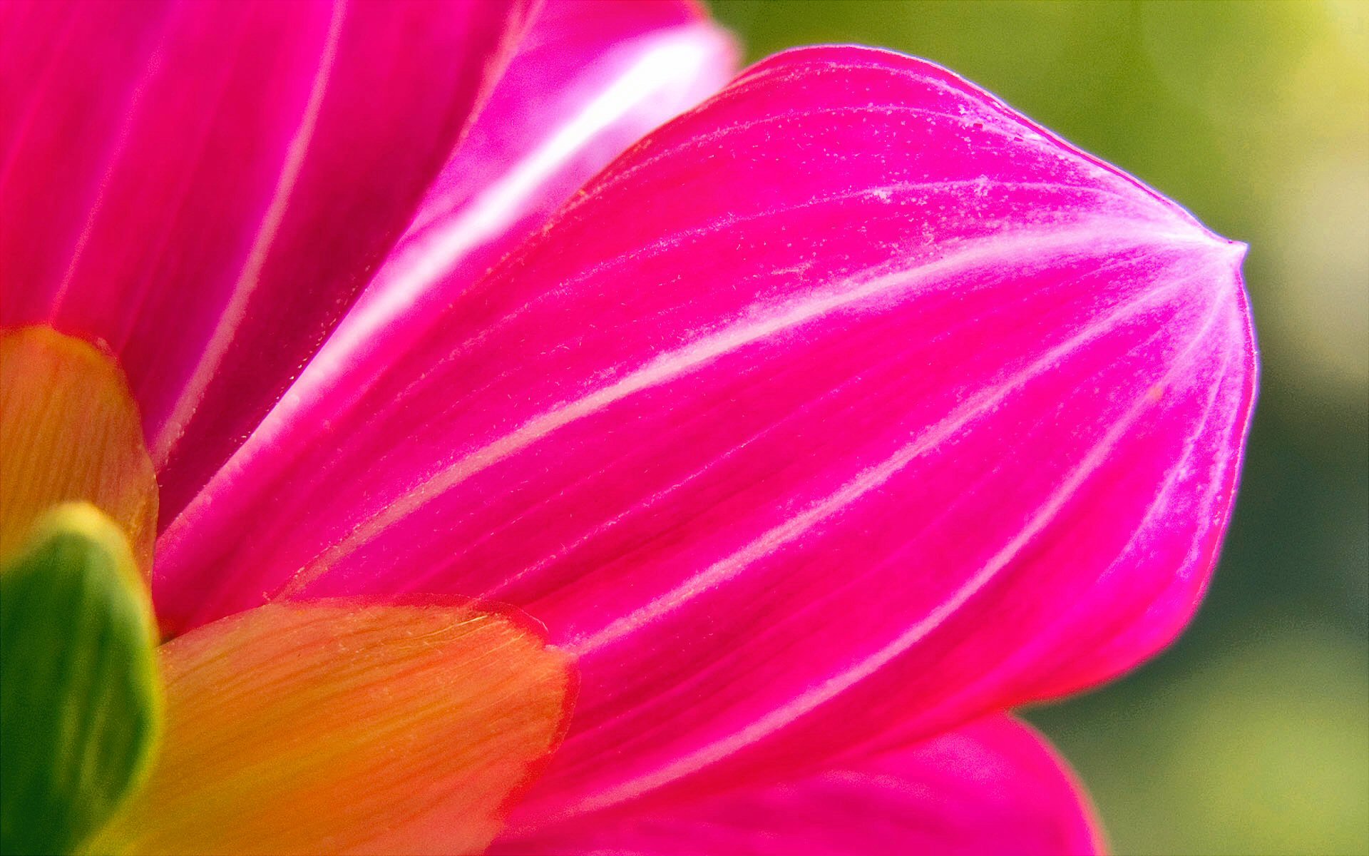 Baixe gratuitamente a imagem Flores, Rosa, Flor, Primavera, Pastel, Terra/natureza na área de trabalho do seu PC