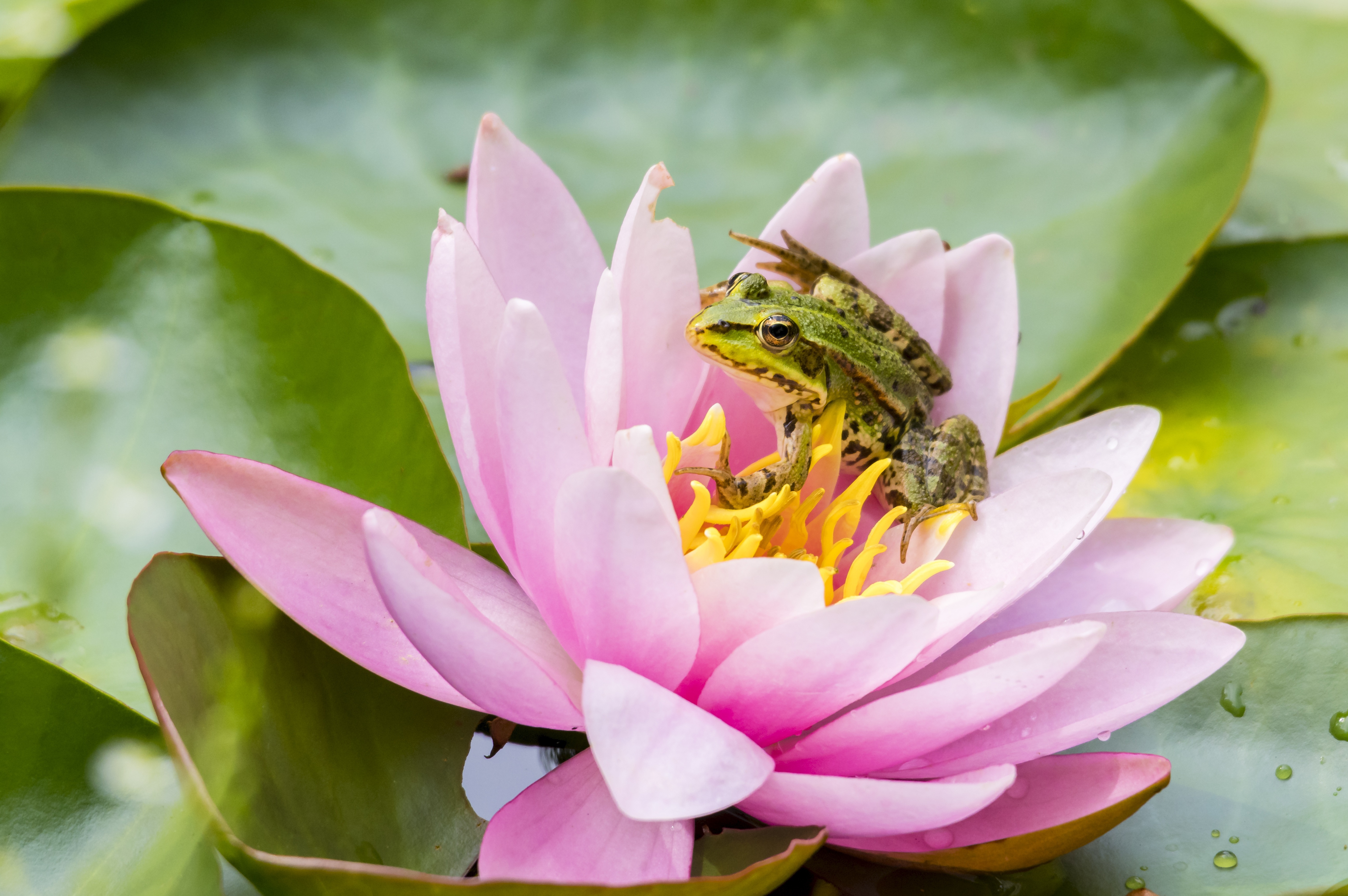 Download mobile wallpaper Frogs, Animal, Water Lily, Frog, Amphibian for free.