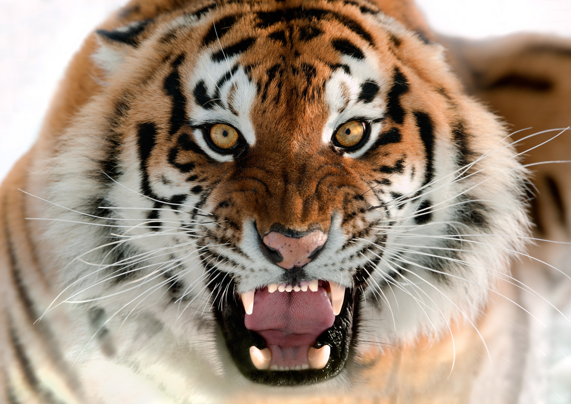 Descarga gratuita de fondo de pantalla para móvil de Animales, Tigre.