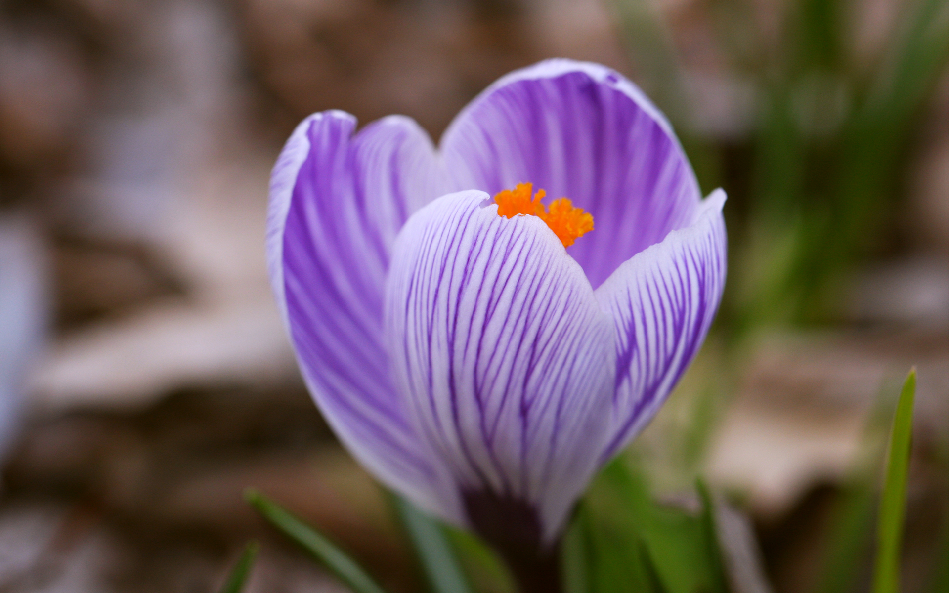 Download mobile wallpaper Crocus, Close Up, Macro, Flowers, Nature, Flower, Earth for free.