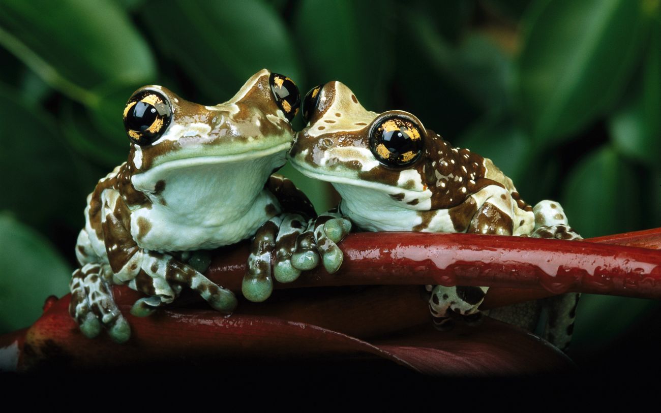 Download mobile wallpaper Frogs, Frog, Animal for free.