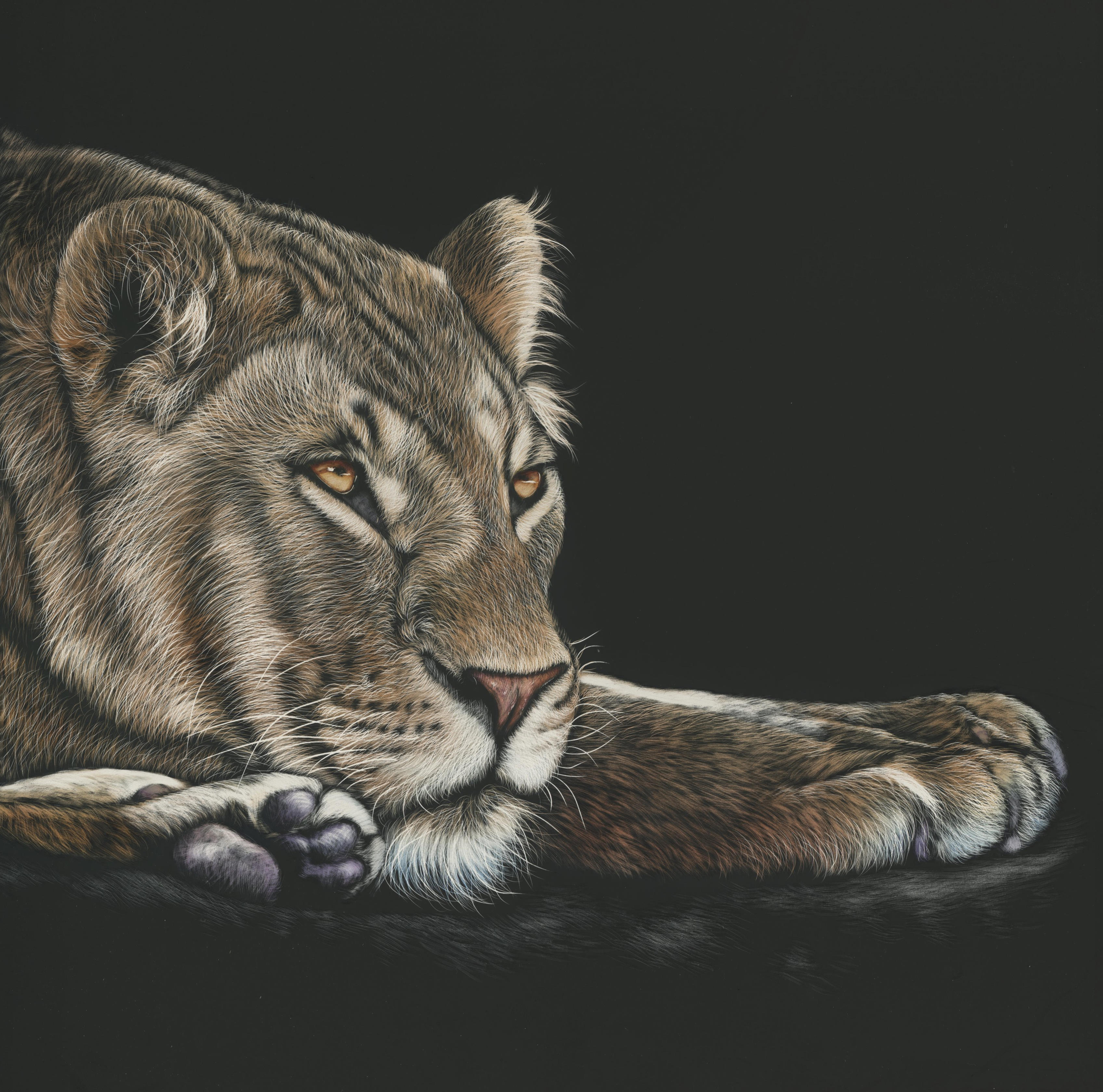 Free download wallpaper Sight, Opinion, Lioness, Big Cat, Art, Drawing, Picture on your PC desktop