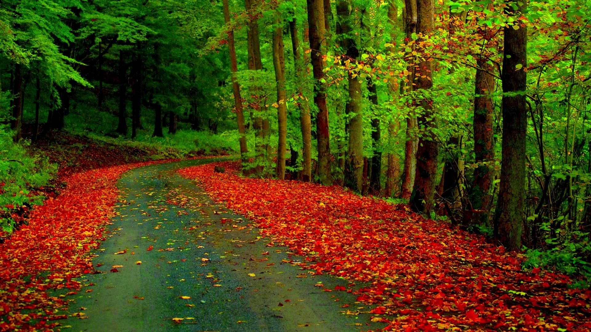 Download mobile wallpaper Forest, Tree, Fall, Path, Man Made for free.