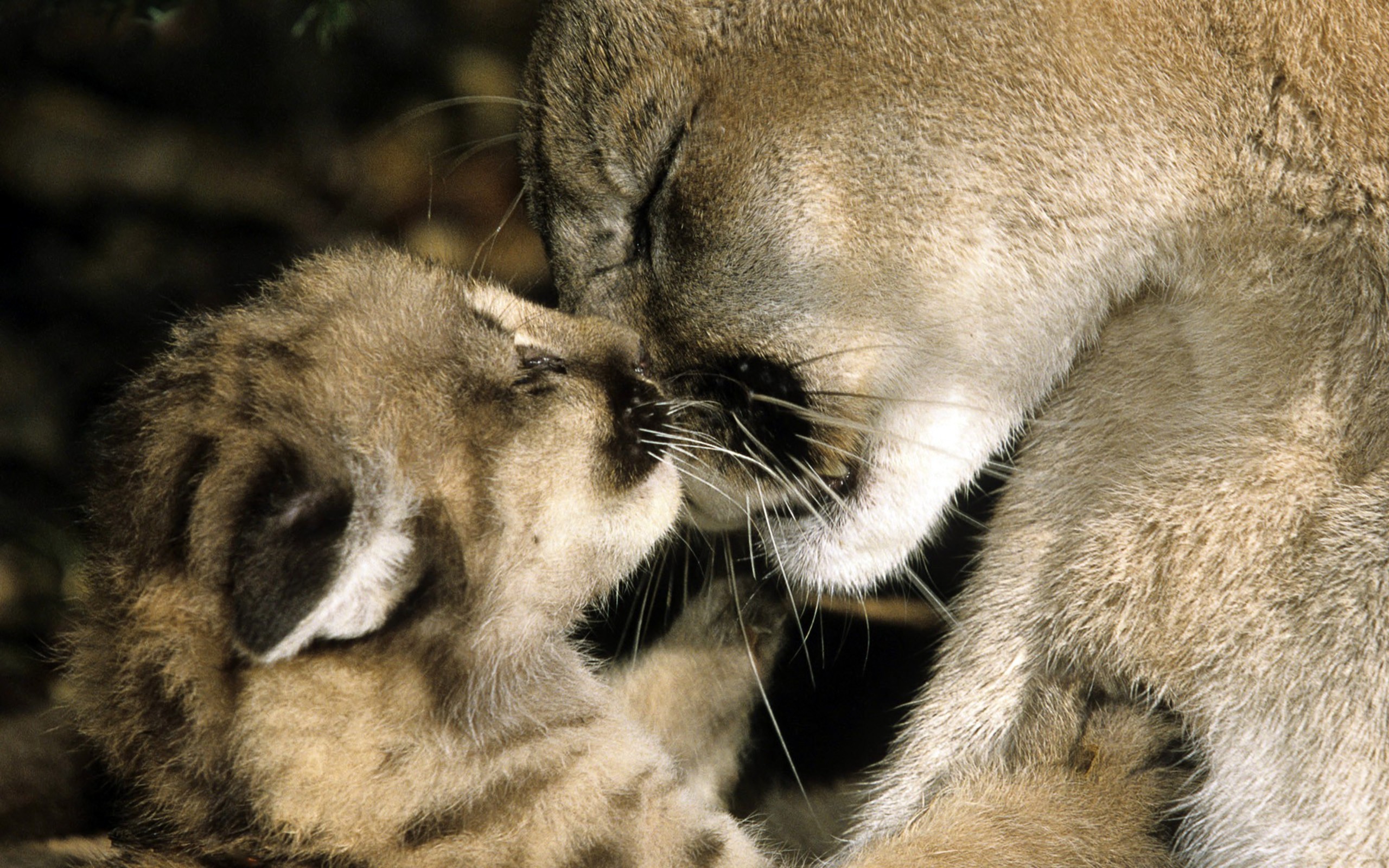 Download mobile wallpaper Cougar, Cub, Cats, Animal, Cute, Love for free.
