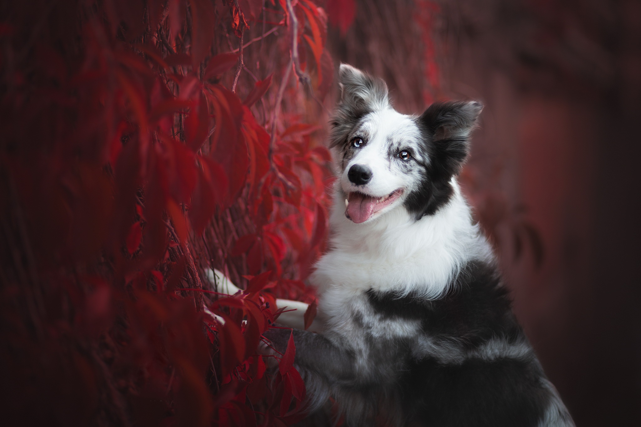 Handy-Wallpaper Tiere, Hunde, Hund, Border Collie kostenlos herunterladen.