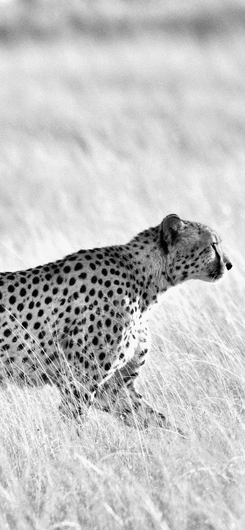 Download mobile wallpaper Cats, Cheetah, Animal, Black & White for free.