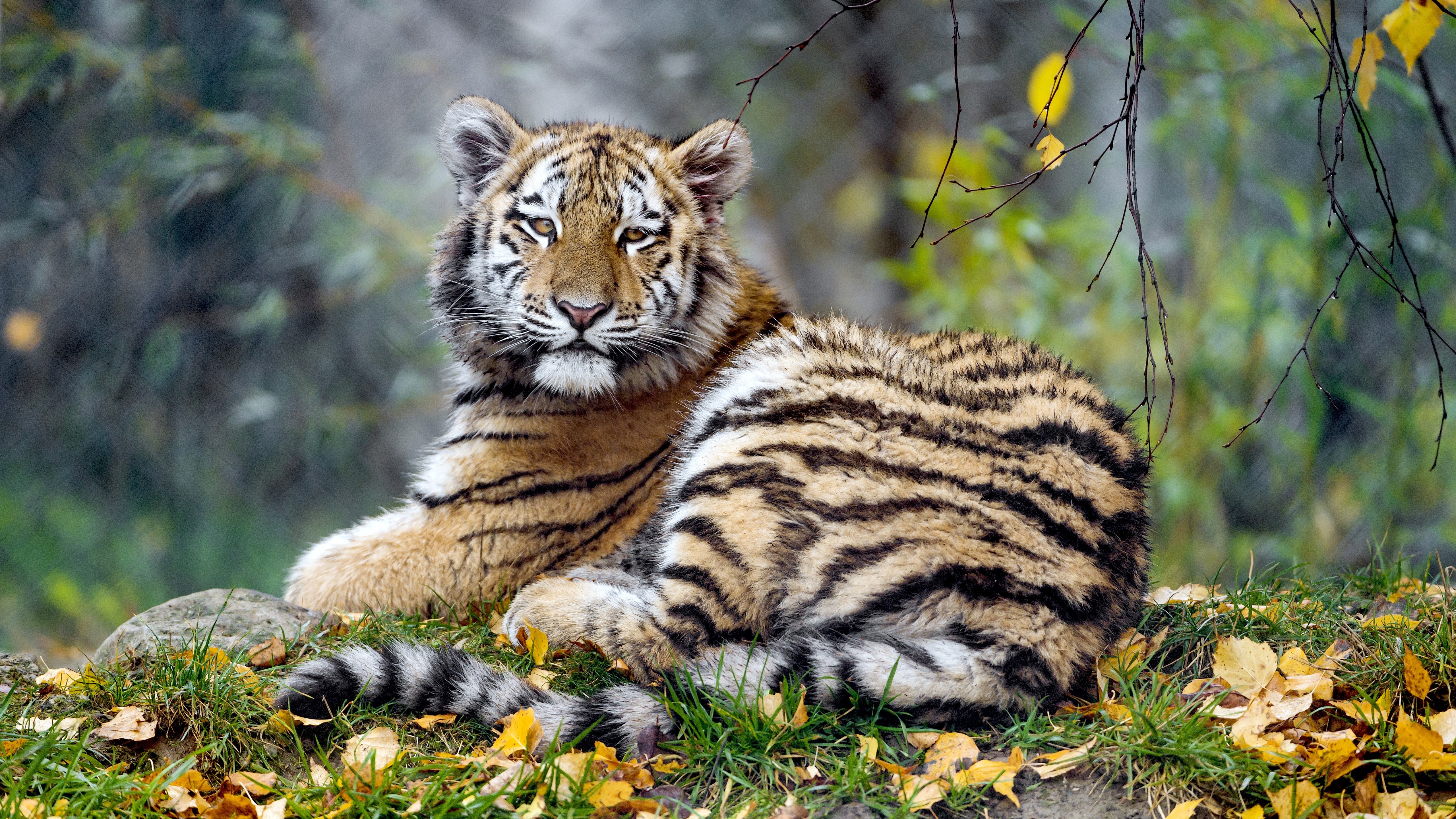 468935 baixar papel de parede animais, tigre, em repouso, gatos - protetores de tela e imagens gratuitamente