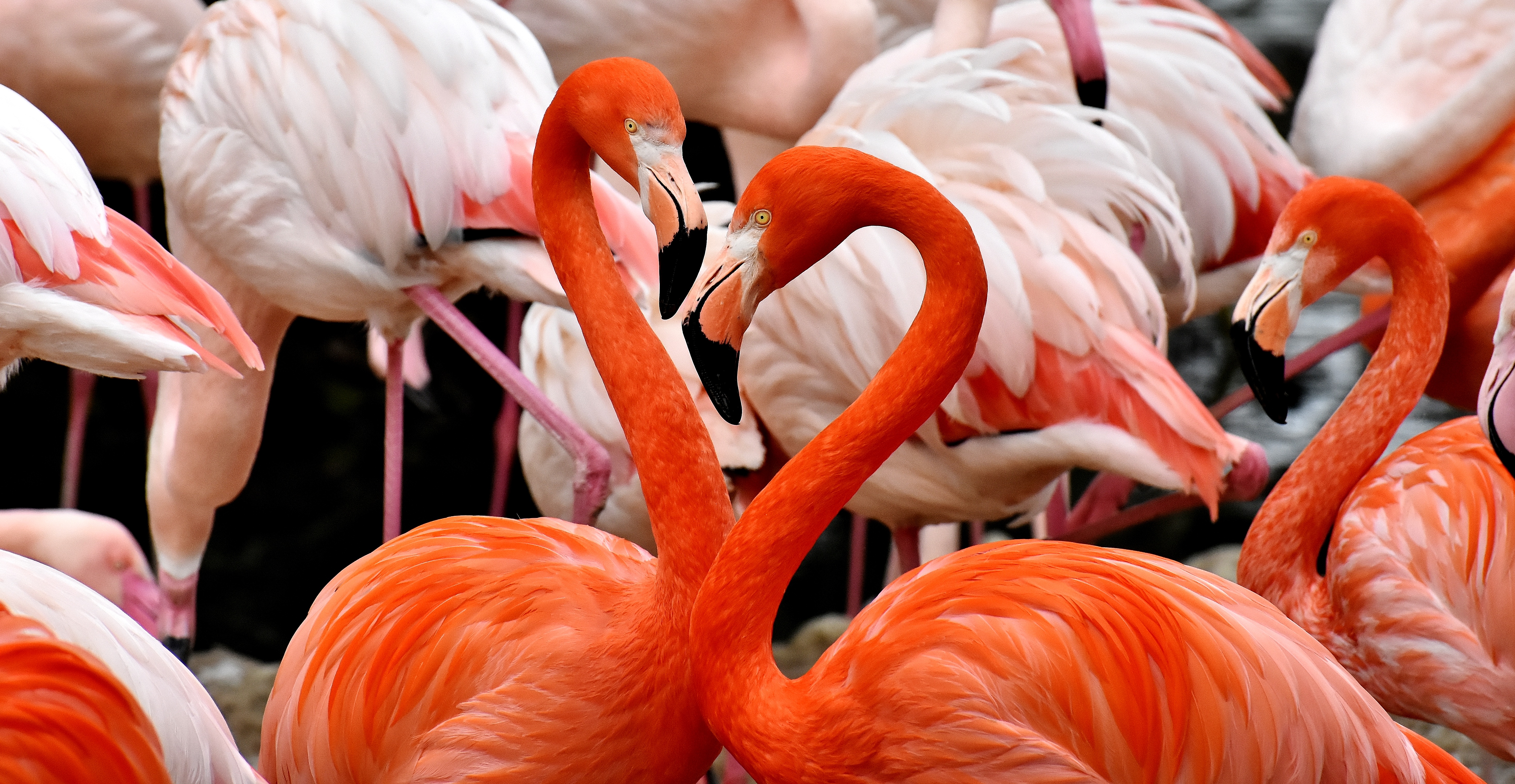 152128 скачать картинку птицы, животные, фламинго, перья, красочный - обои и заставки бесплатно