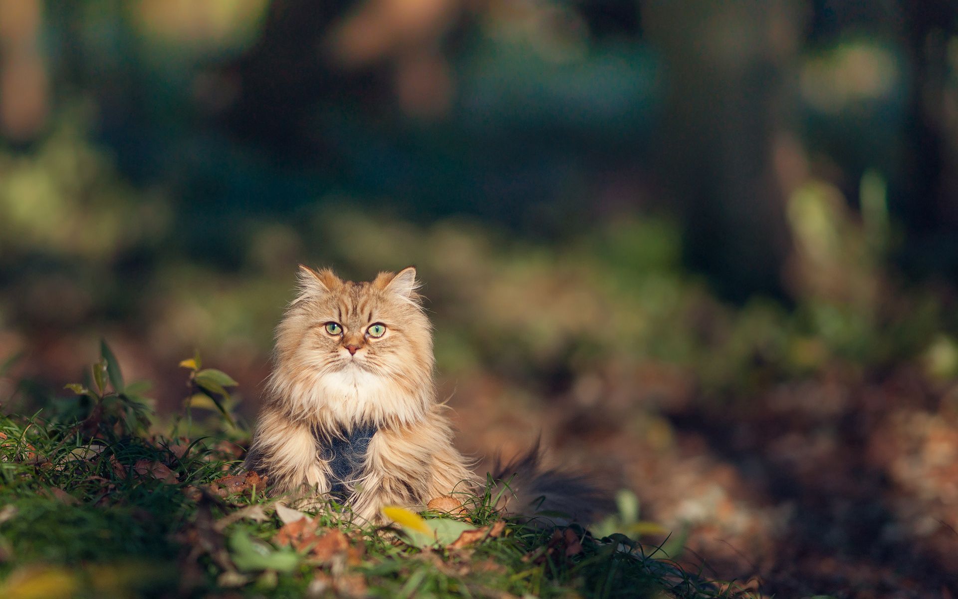 PCデスクトップに動物, 草, 秋, ふわふわ, ふかふかした, ネコ, 猫画像を無料でダウンロード