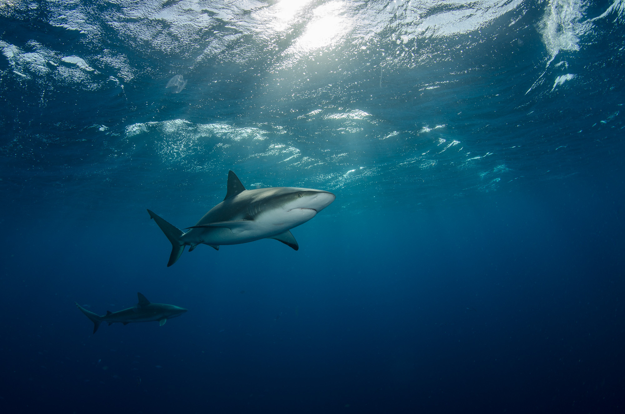 Descarga gratis la imagen Animales, Tiburones, Tiburón, Rayo De Sol, Submarina, Pez en el escritorio de tu PC