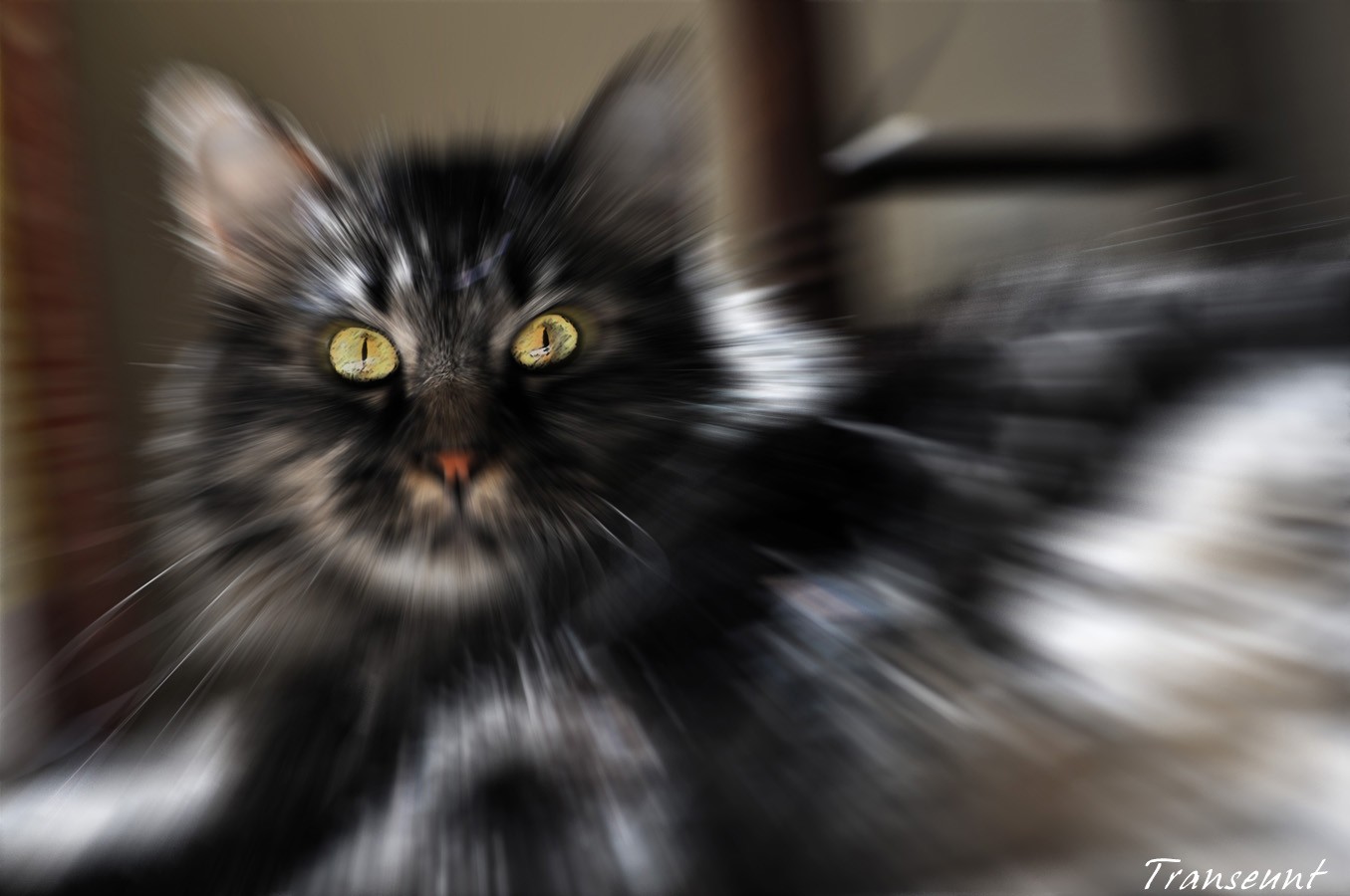 Baixe gratuitamente a imagem Animais, Gato na área de trabalho do seu PC