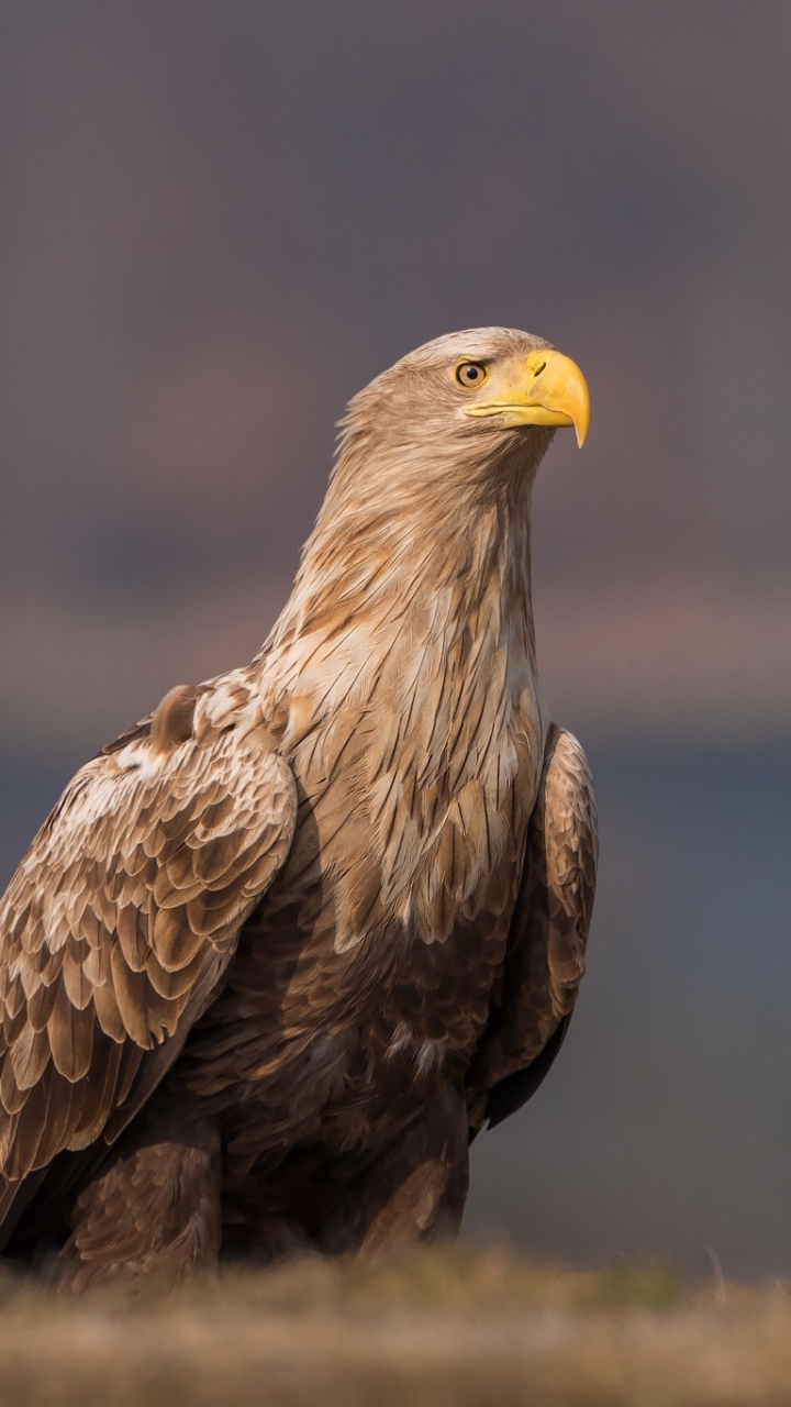 Download mobile wallpaper Birds, Animal, Eagle, Golden Eagle, Bird Of Prey for free.