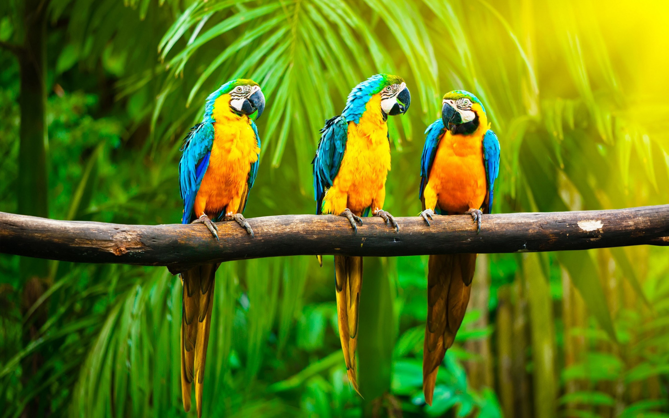 Free download wallpaper Birds, Animal, Blue And Yellow Macaw on your PC desktop