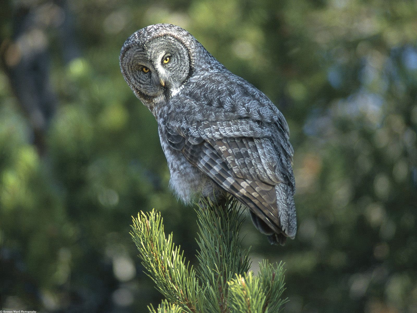 animals, owl, bird, spruce, fir, predator, sight, opinion, expectation, waiting