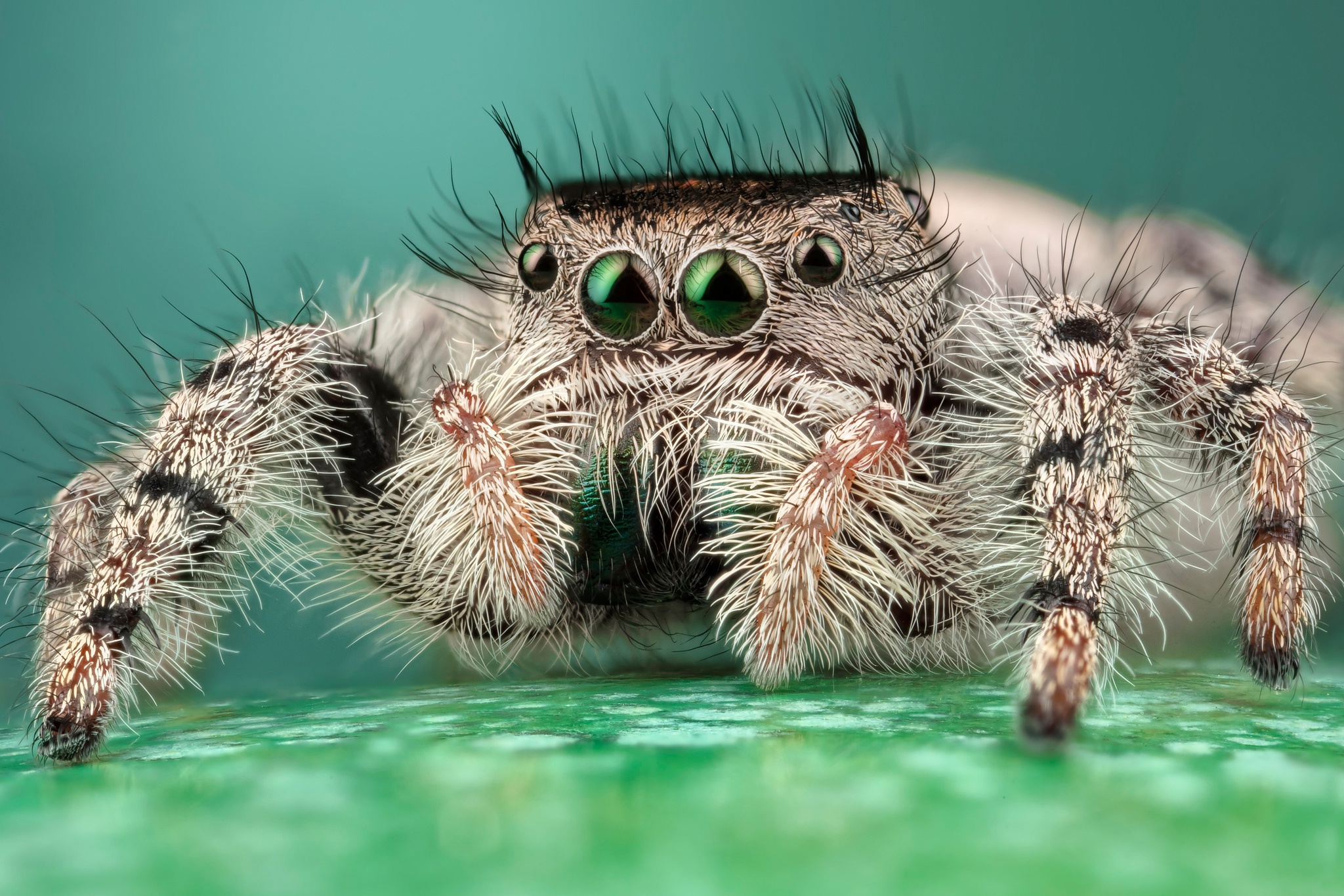 Laden Sie das Tiere, Makro, Spinne, Spinnentier, Springspinnen, Spinnen-Bild kostenlos auf Ihren PC-Desktop herunter