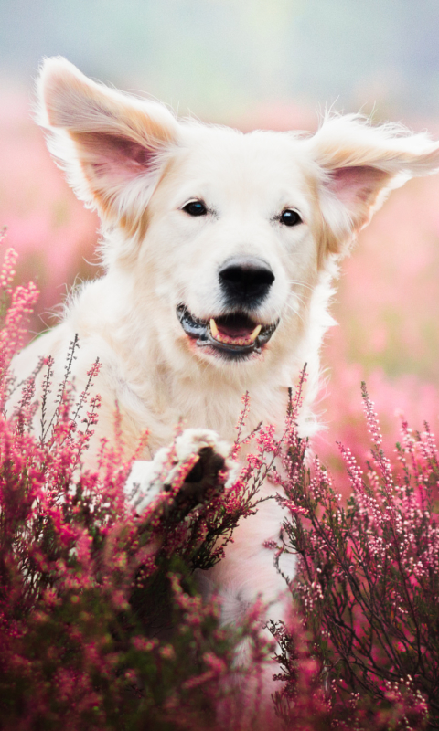 Download mobile wallpaper Dogs, Dog, Animal, Puppy, Bokeh, Lavender for free.