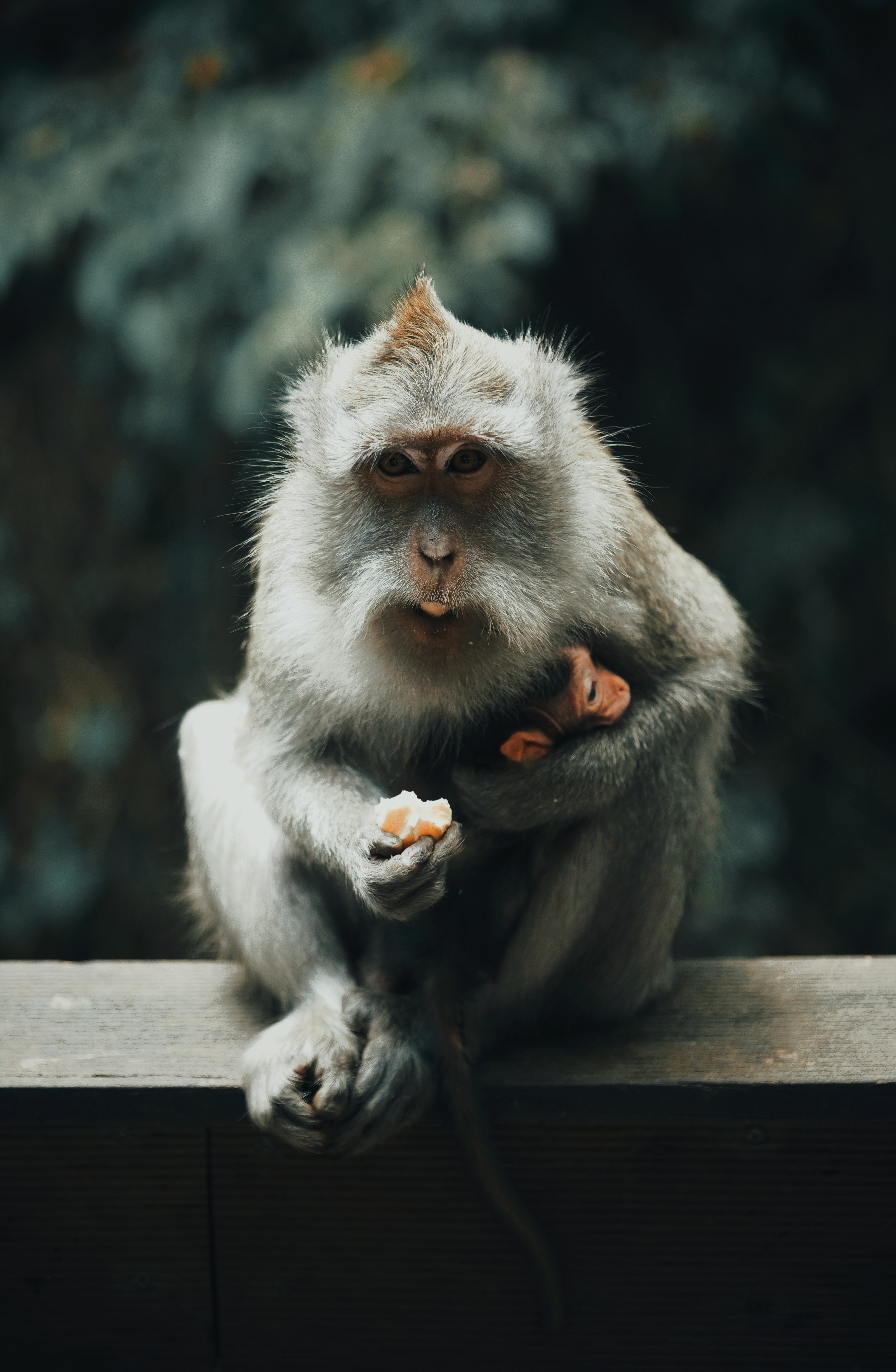 91295 descargar fondo de pantalla mono, animales, gris, un mono, animal, macaco japonés: protectores de pantalla e imágenes gratis
