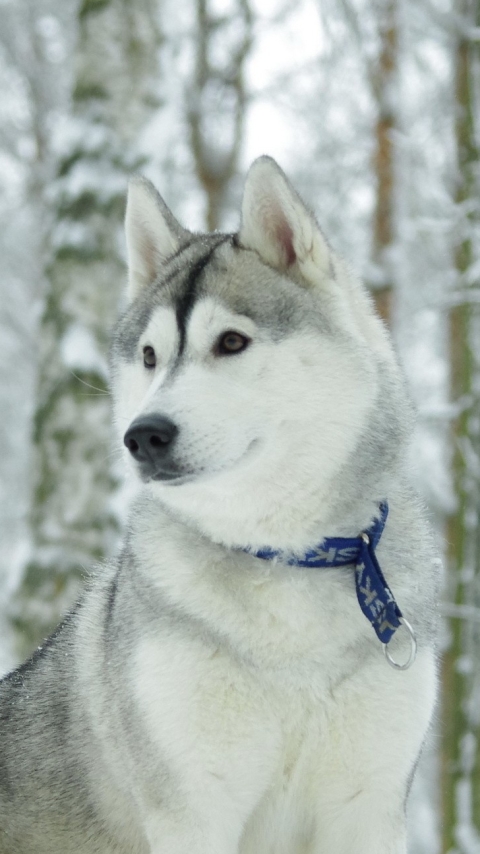 Download mobile wallpaper Winter, Dogs, Dog, Animal, Husky, Siberian Husky for free.